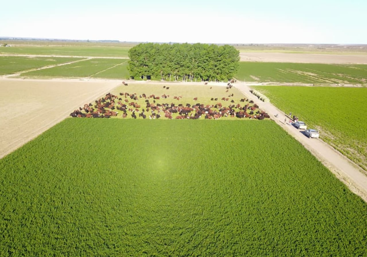 “En secano hablamos de menos de 5 kilos de carne por hectárea por año, con suerte 10. Cuando pasás a un sistema con alfalfa o maíz bajo riego, pasás a 1100 kilos de carne por hectárea. Es exponencial el cambio”, señaló