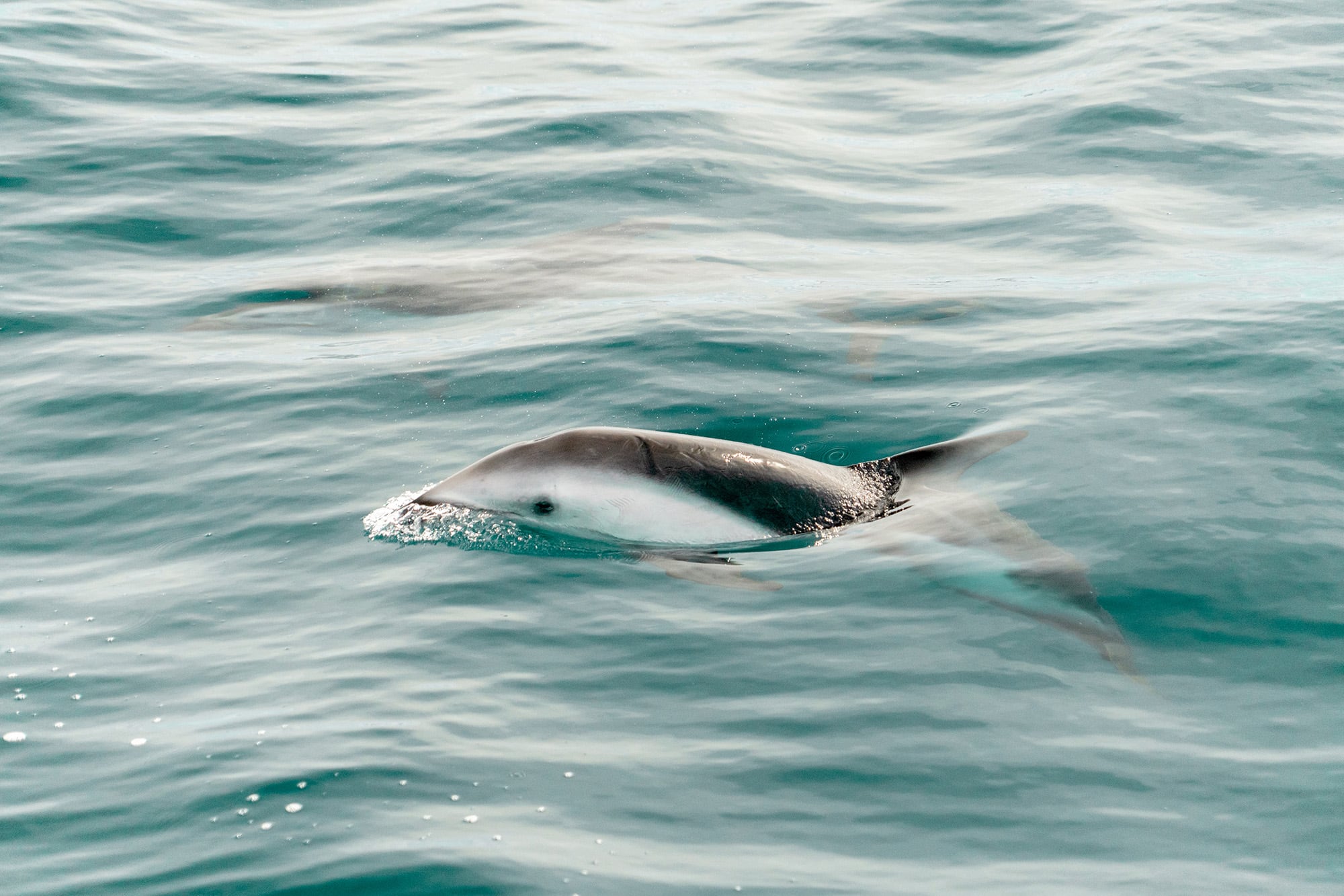 La biodiversidad marina en esta región costera de Chubut es abrumadora