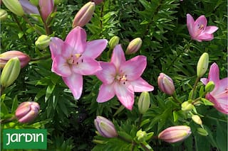 Una especie para renovar la estética de tu jardín