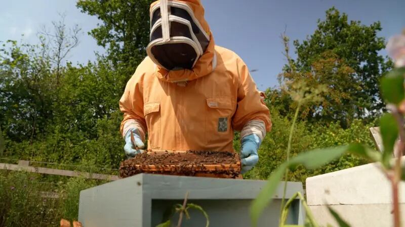 Los apicultores suelen alimentar a las abejas con comida suplementaria para mantenerlas