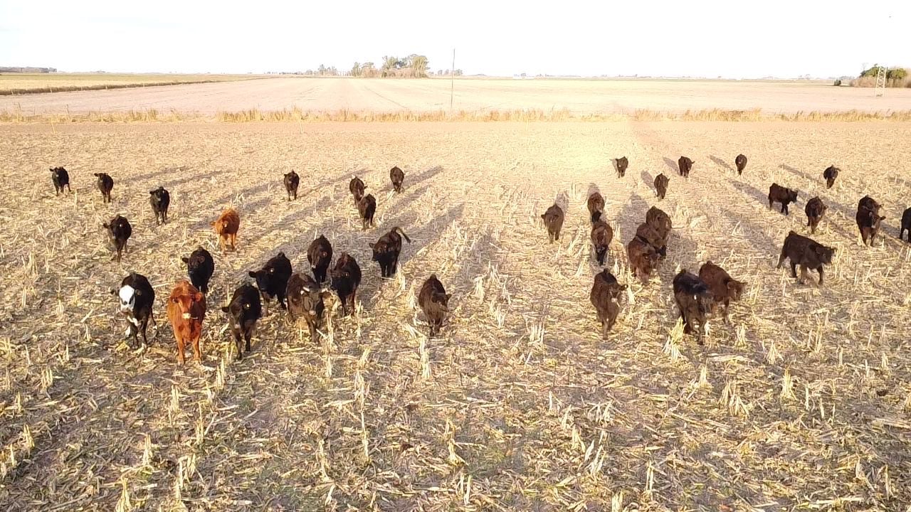 El fenómeno no se limita a la Cuenca del Salado. También indica que aparece en zonas de campos más marginales