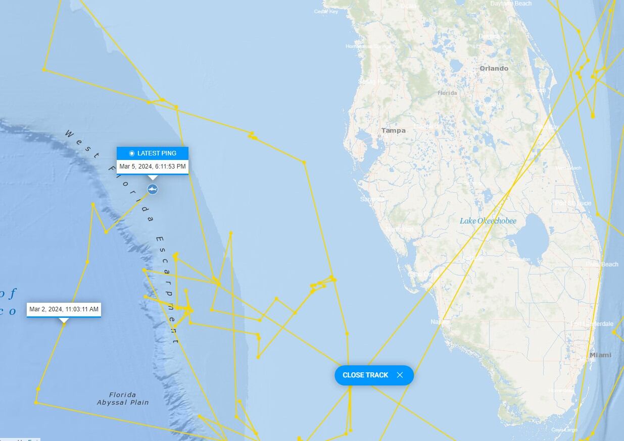 El movimiento de Rose, uno de los tiburones blancos localizados cerca de Florida