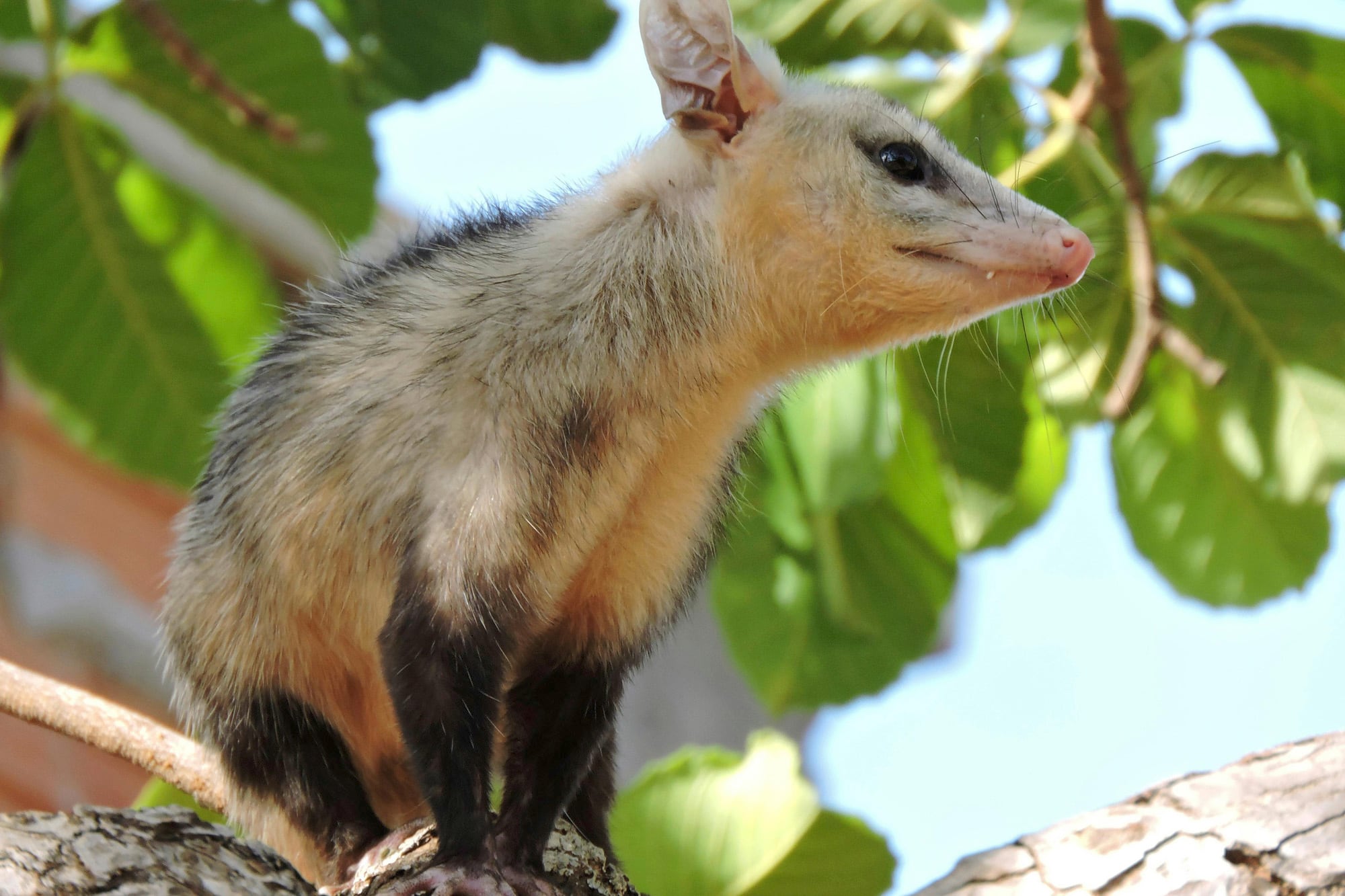 Las comadrejas se alimentan de serpientes venenosas y ratones
