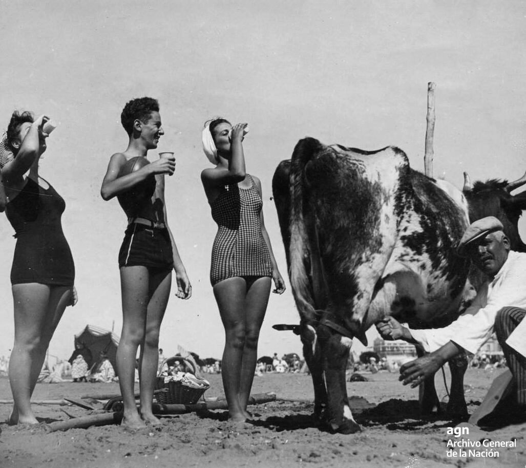 Turistas tomando leche al pie de la vaca en necochea