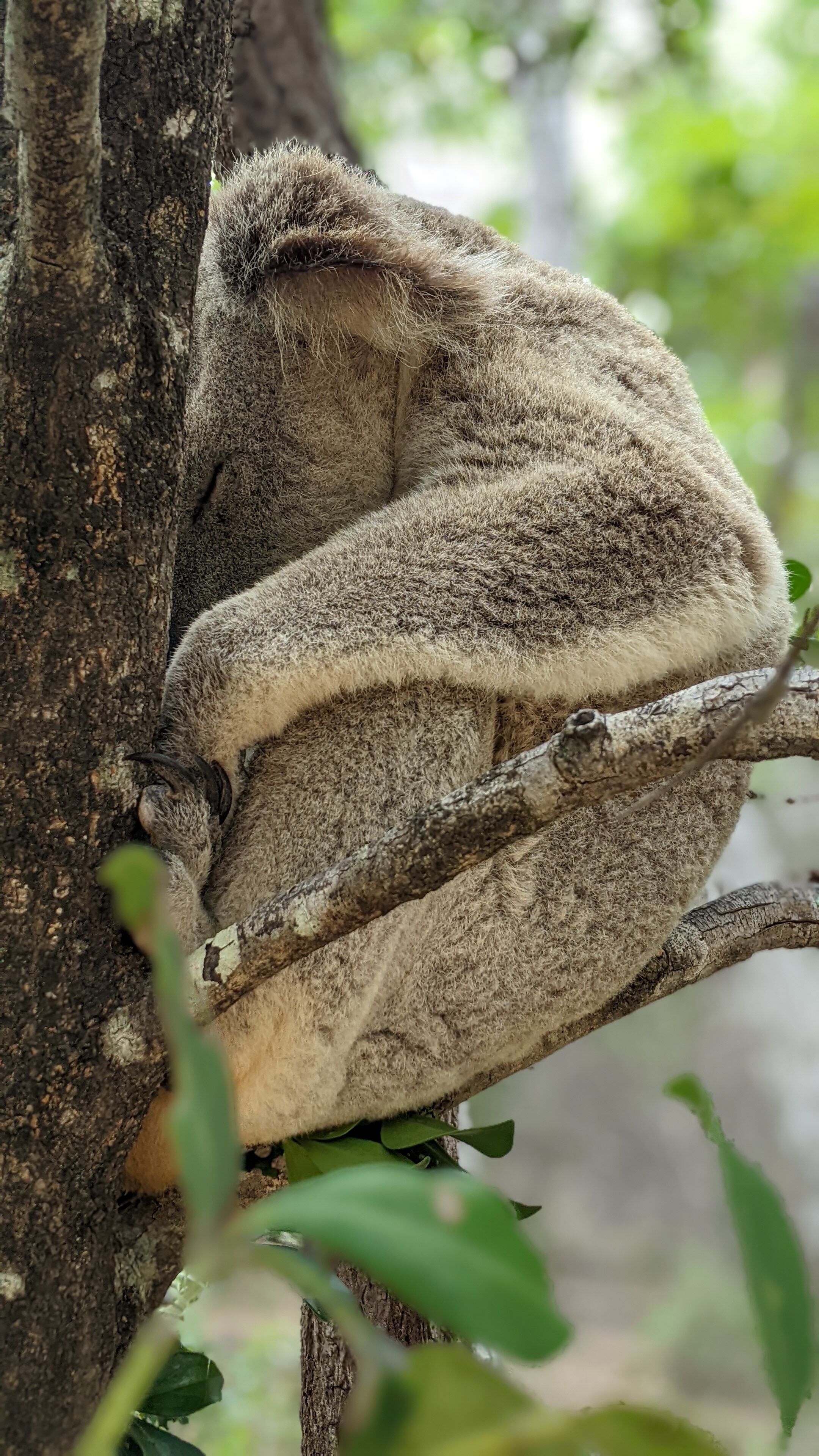 Había hecho mucha investigación y parecía ser un lugar que tenía todo lo que quería: playas alucinantes, koalas, tortugas marinas, mucha naturaleza y tranquilidad.