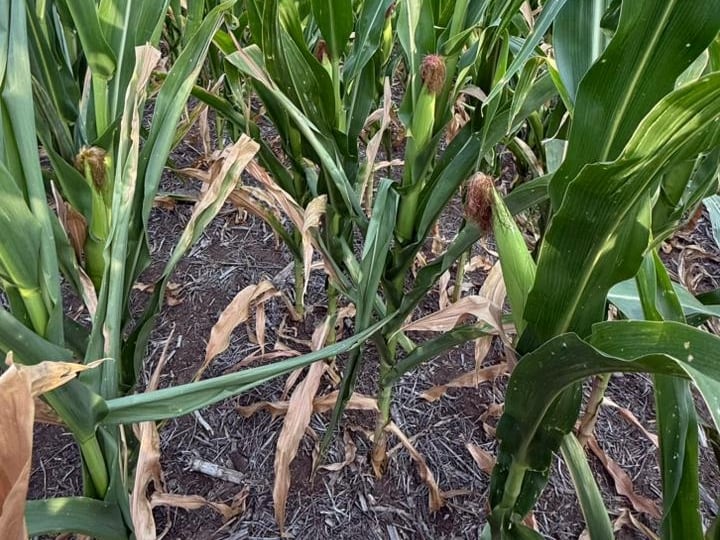 Los cultivos empezaron a sufrir el estrés hídrico