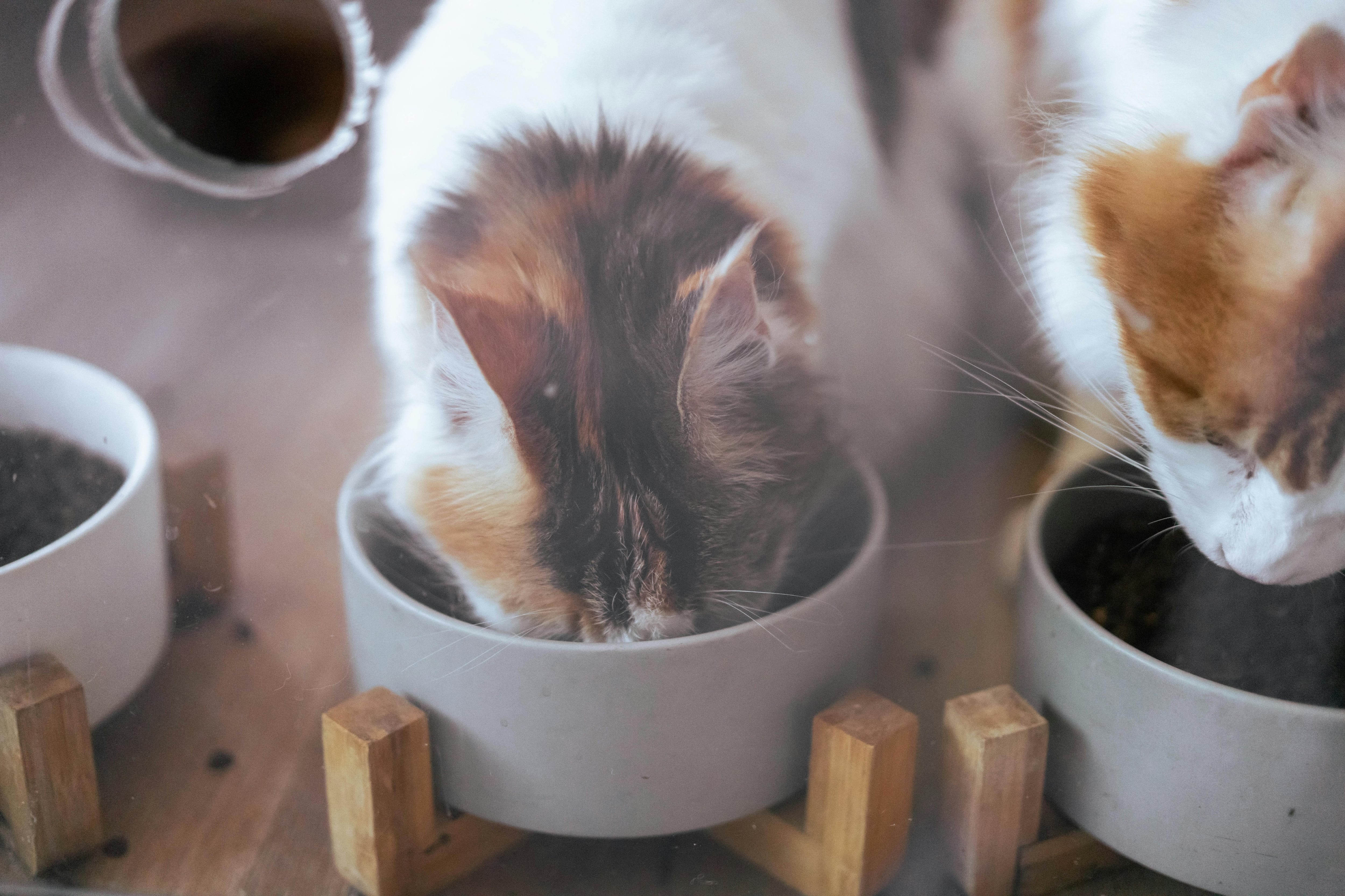 La cantidad de comida diaria que debe consumir un gato varía según el peso que tenga