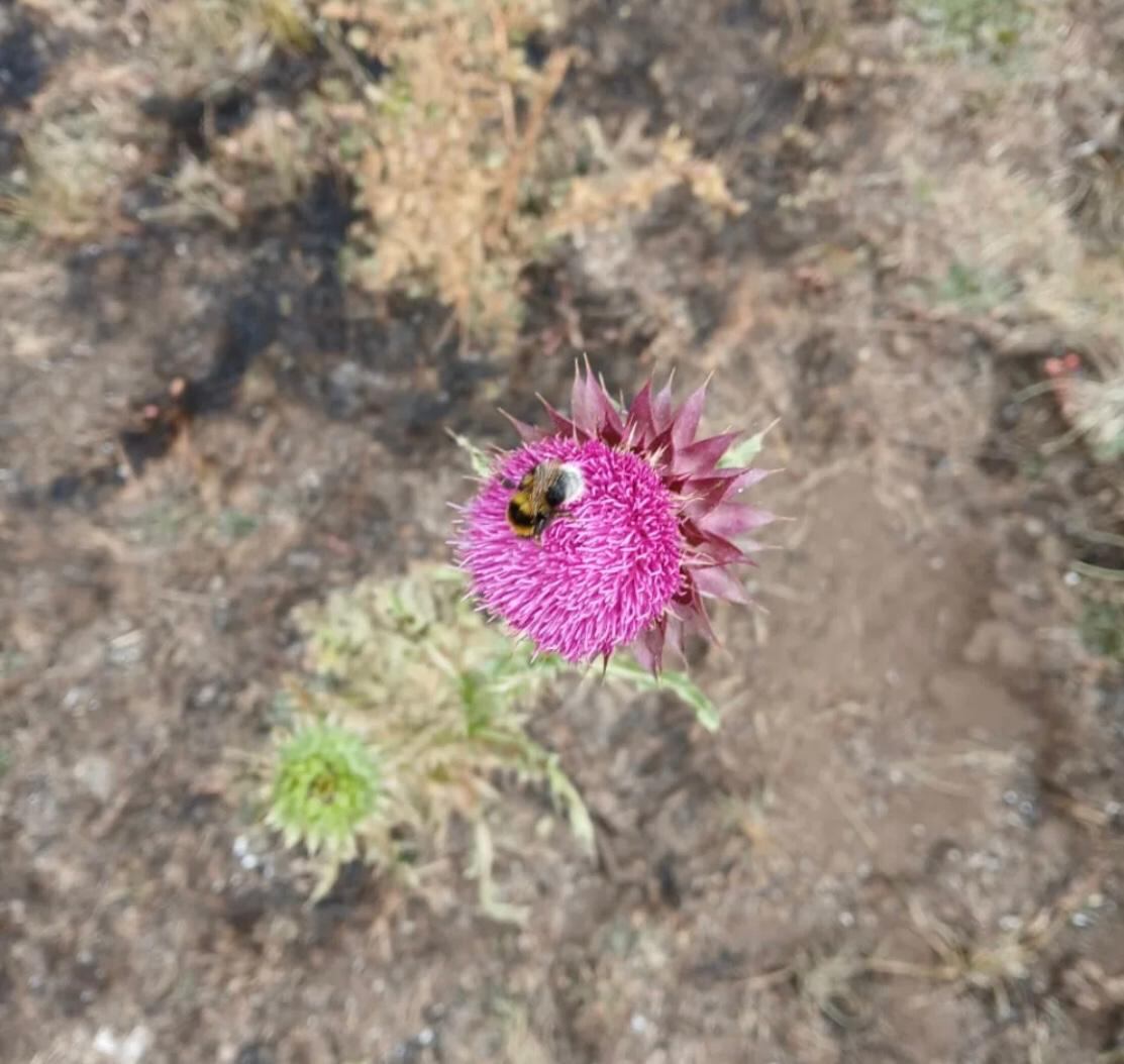 La foto que tomó Valeria entre los escombros: una abeja polinizando una flor.