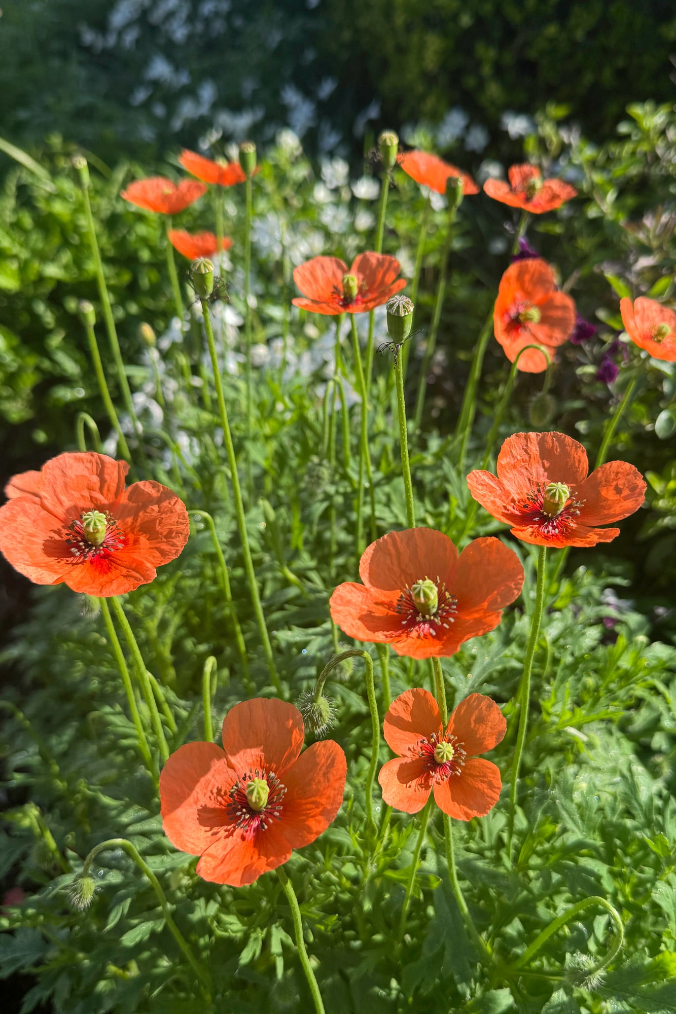 En esta época empiezan a emerger las amapolitas (Papaver dubium)
