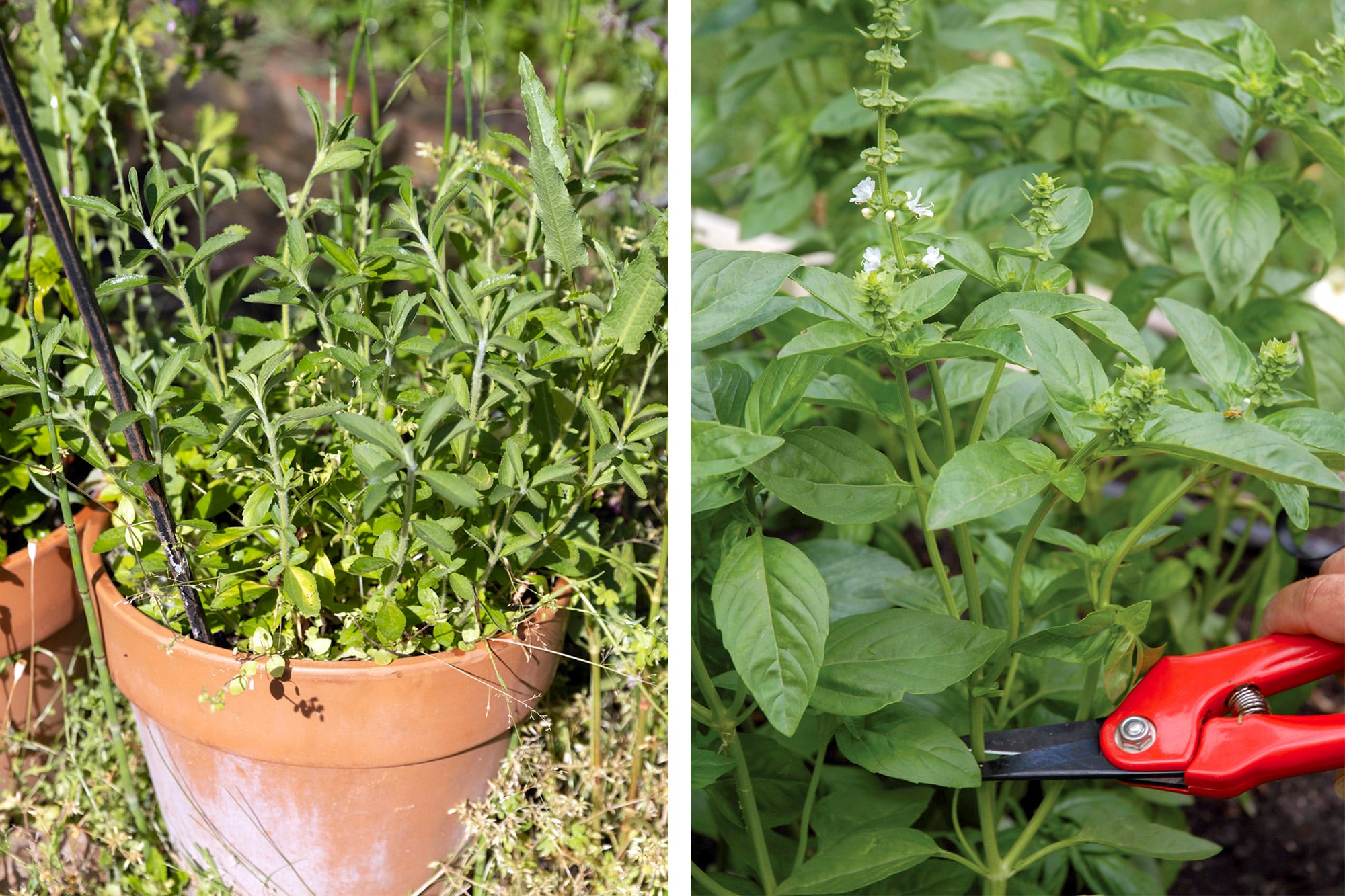 Stevia y albahaca, dos aromáticas que necesitan resguardo ante los primeros fríos