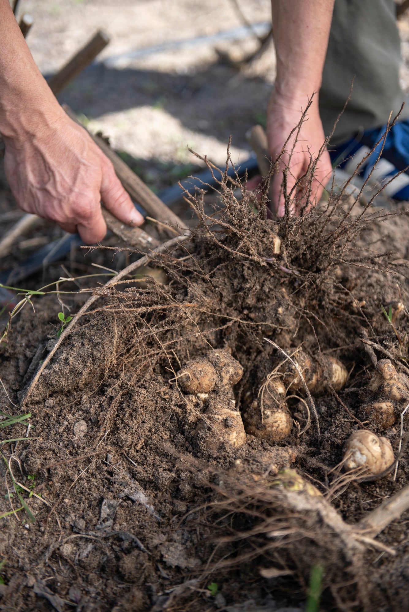 Lo que antes era una rareza de coleccionistas hoy se perfila como uno de los cultivos más prometedores del jardín comestible