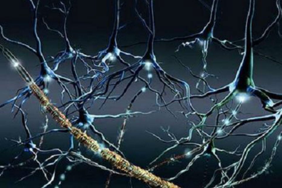 Imágenes comparativas revelan cambios en la cantidad y complejidad de neuronas tras la aplicación combinada de estímulos visuales y auditivos en modelos animales