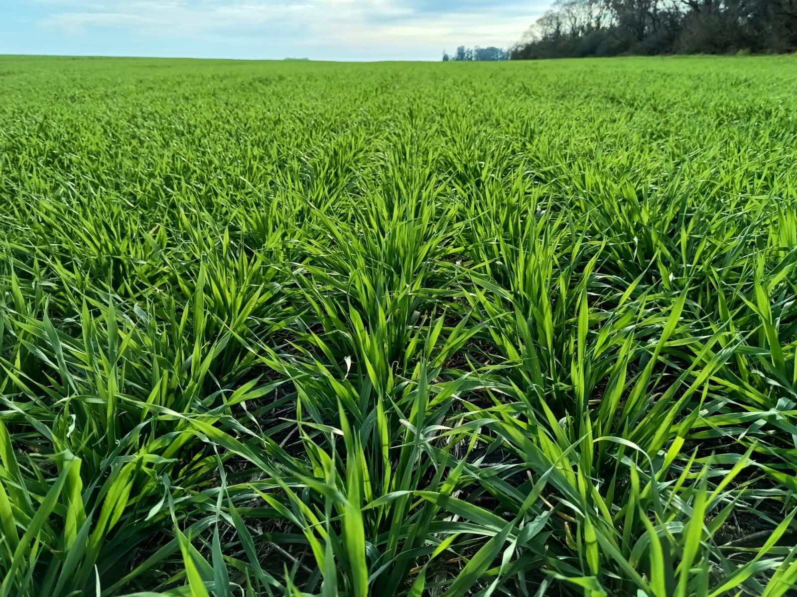 Lo propio sucede con la digestibilidad de la materia seca. Cuando aparecen las primeras espigas o panojas, con el cultivo verde, se alcanzan los máximos valores (76 a 80%), también en función de la fertilidad del suelo