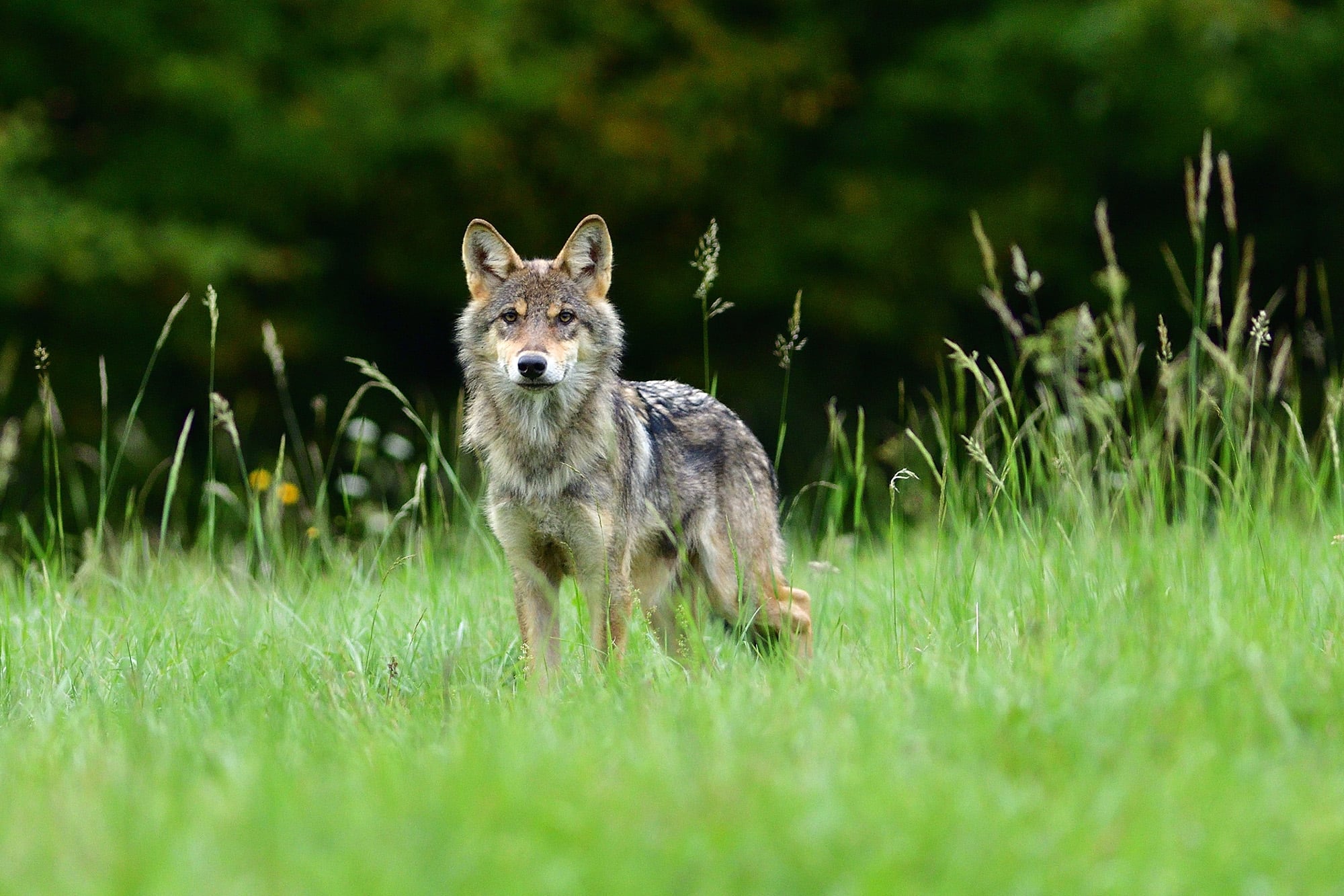 Los lobos consumen pasto para desparasitarse