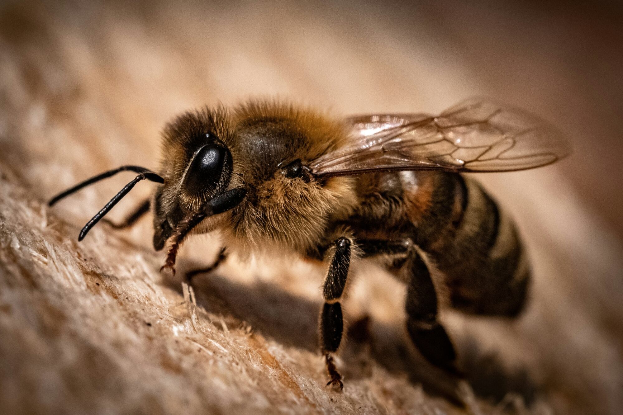 Qué significa soñar con abejas, según la psicología