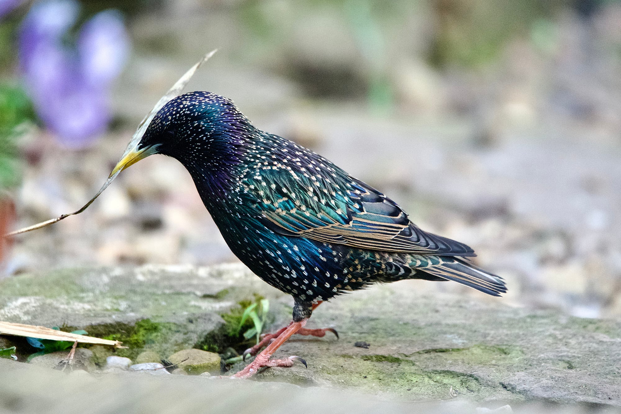 Los estorninos incluyen tallos de plantas aromáticas en la confección de sus nidos