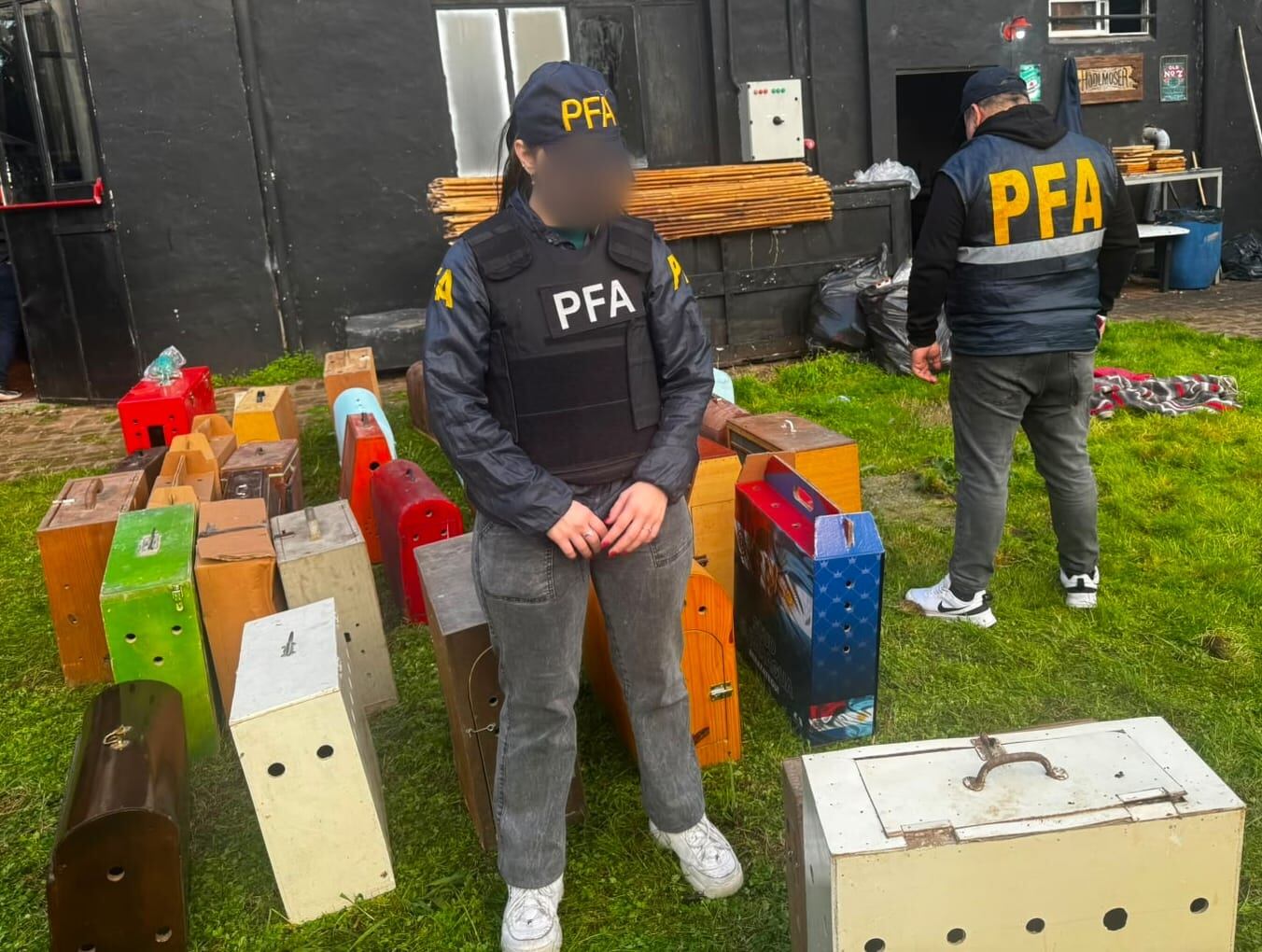 Rescataron 111 gallos de riña en un local bailable de Brandsen