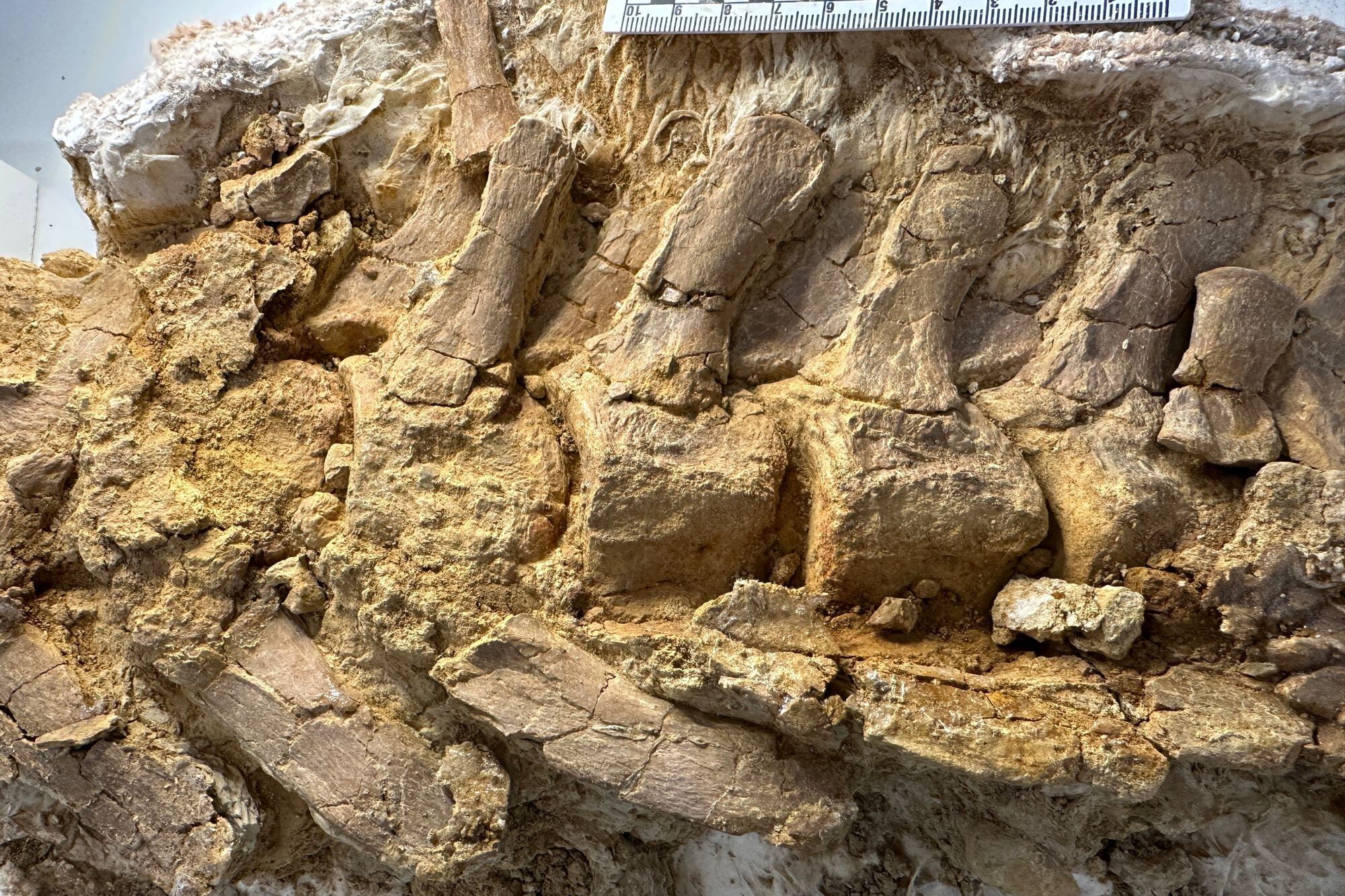 Bloque con vértebras de la cola del plesiosaurio hallado en Texas