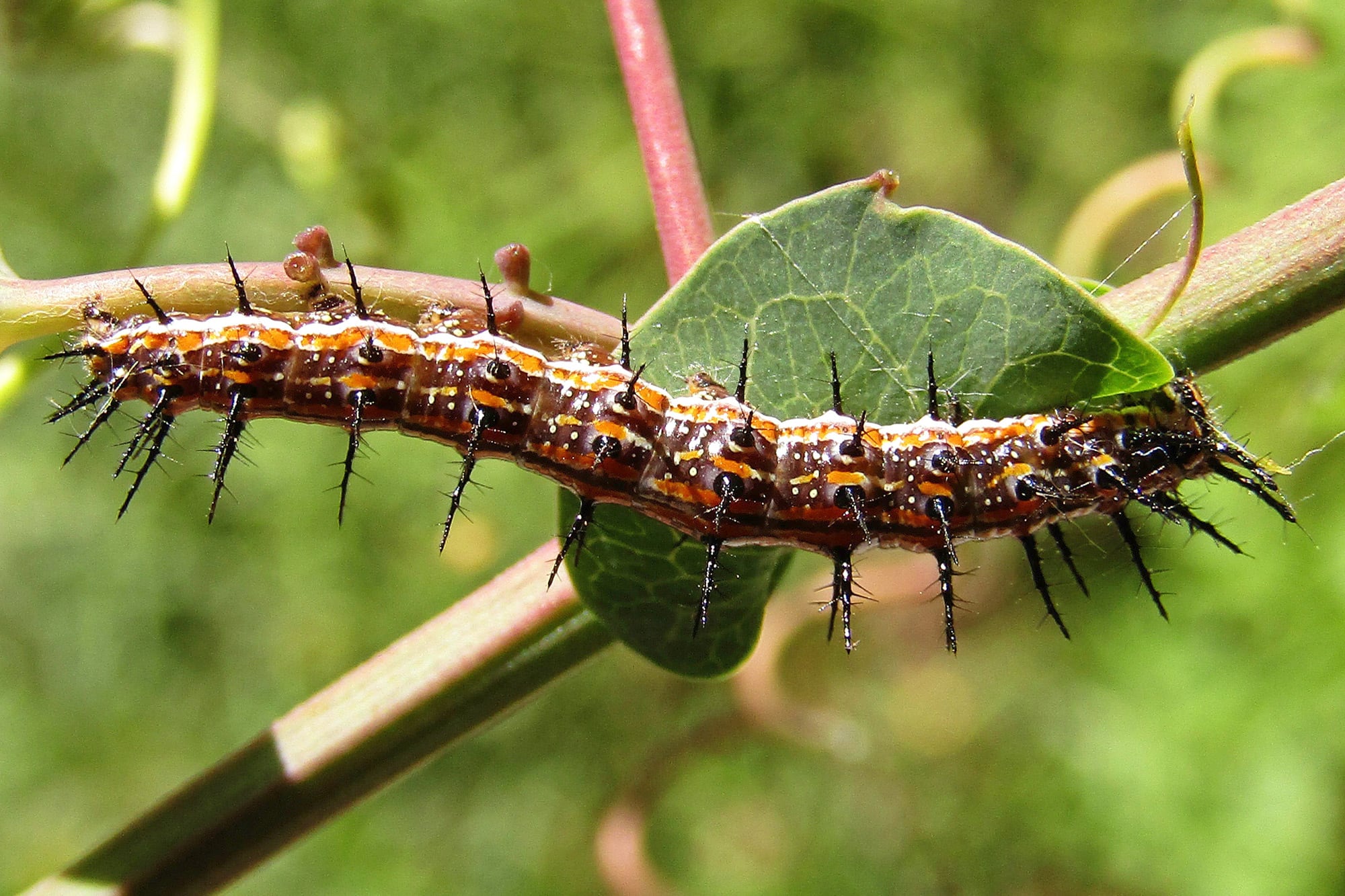 Oruga de la mariposa espejitos en una Passiflora caerulea