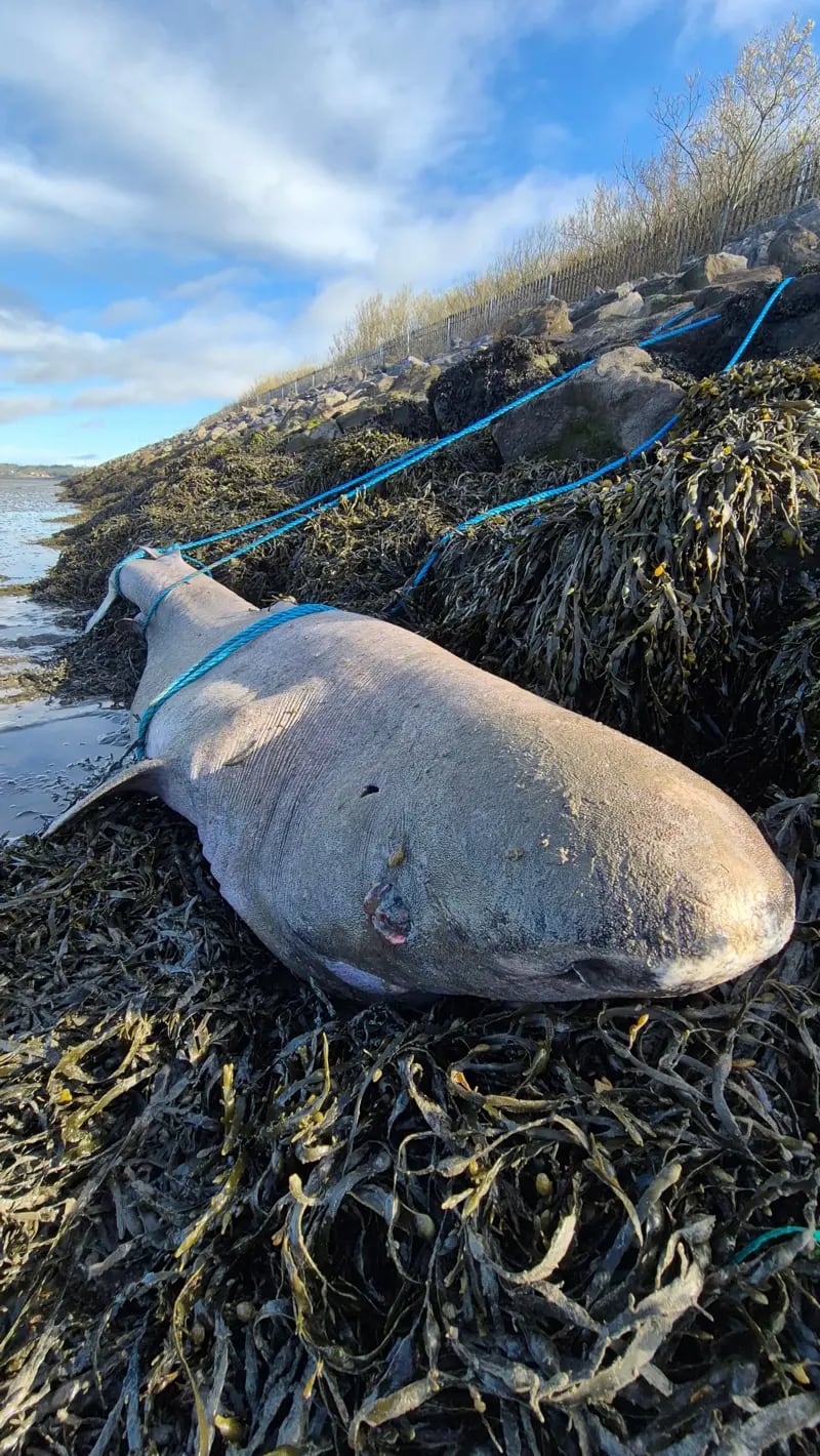 Cintíficos irlandeses hallaron un tiburón de 150 años muerto frente a las costas de Irlanda