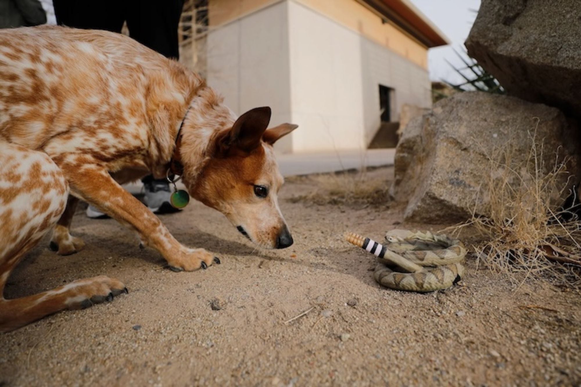 Científicos crearon una serpiente de cascabel artificial con por un particular objetivo