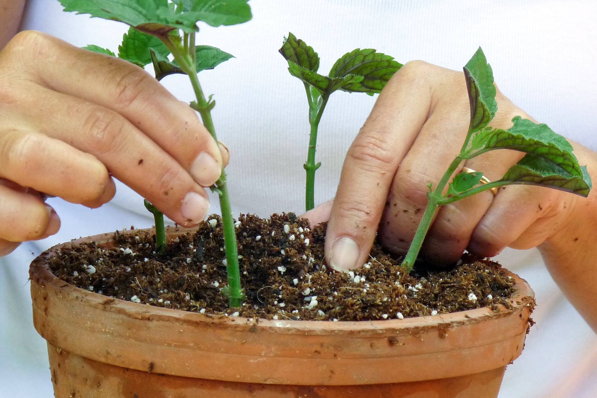 Para reproducir nativas por gajos es importante entender en qué momento de su ciclo está y cómo responde al corte