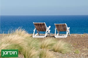 10 nativas ideales para armar tu jardín soñado frente al mar
