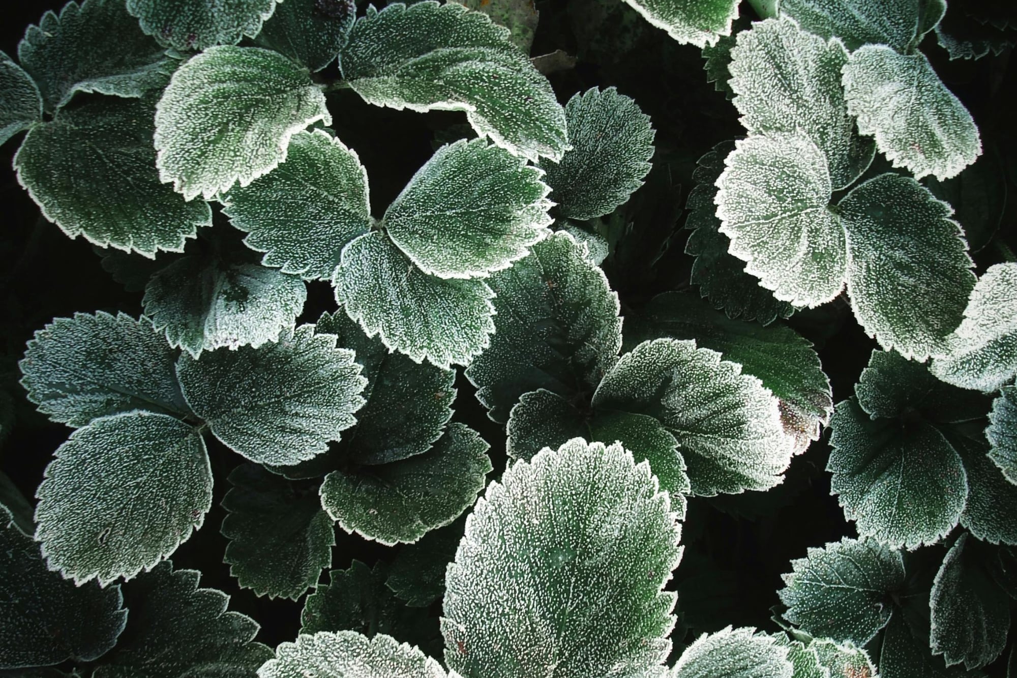 La planta que atrae el dinero y la abundancia y que deberías incorporar a tu jardín