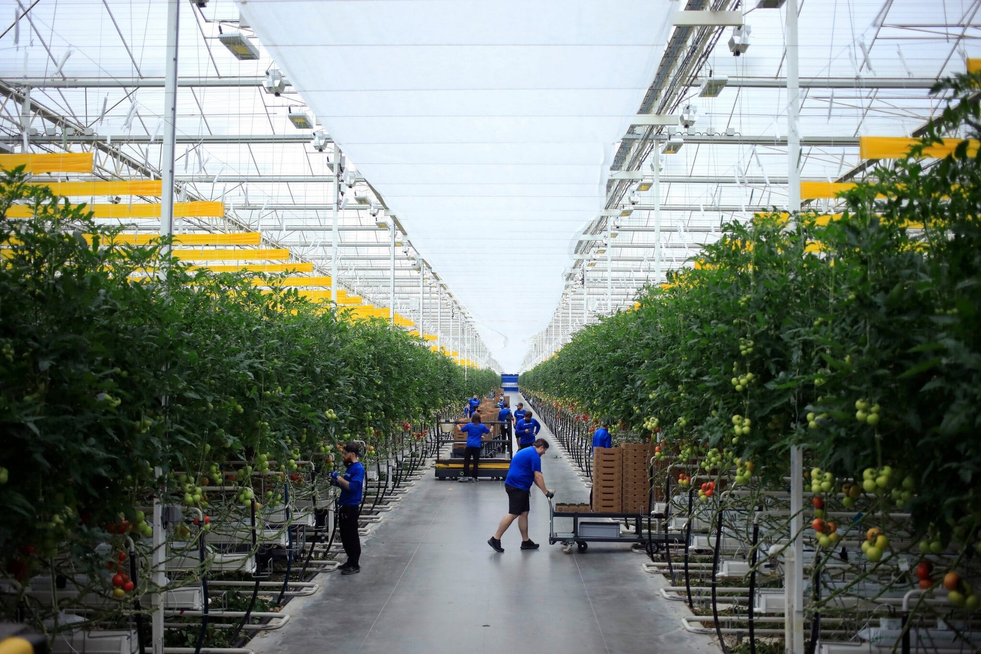 Los interesados deben enviar su solicitud a través del Departamento de Agricultura de Nueva York