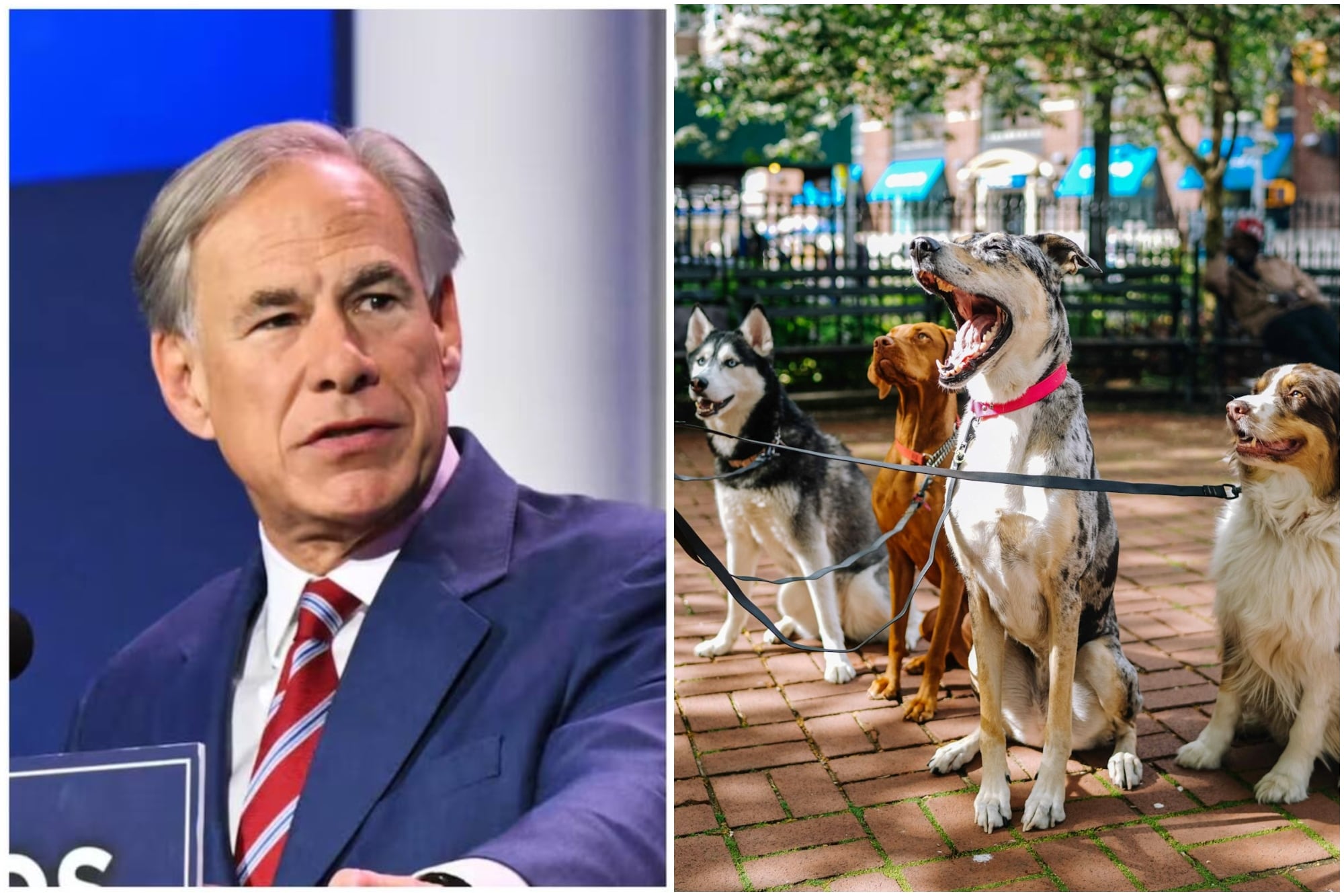 Criadores de perros en Texas: la ley de Abbott que pone en riesgo a migrantes desde el 1° de mayo