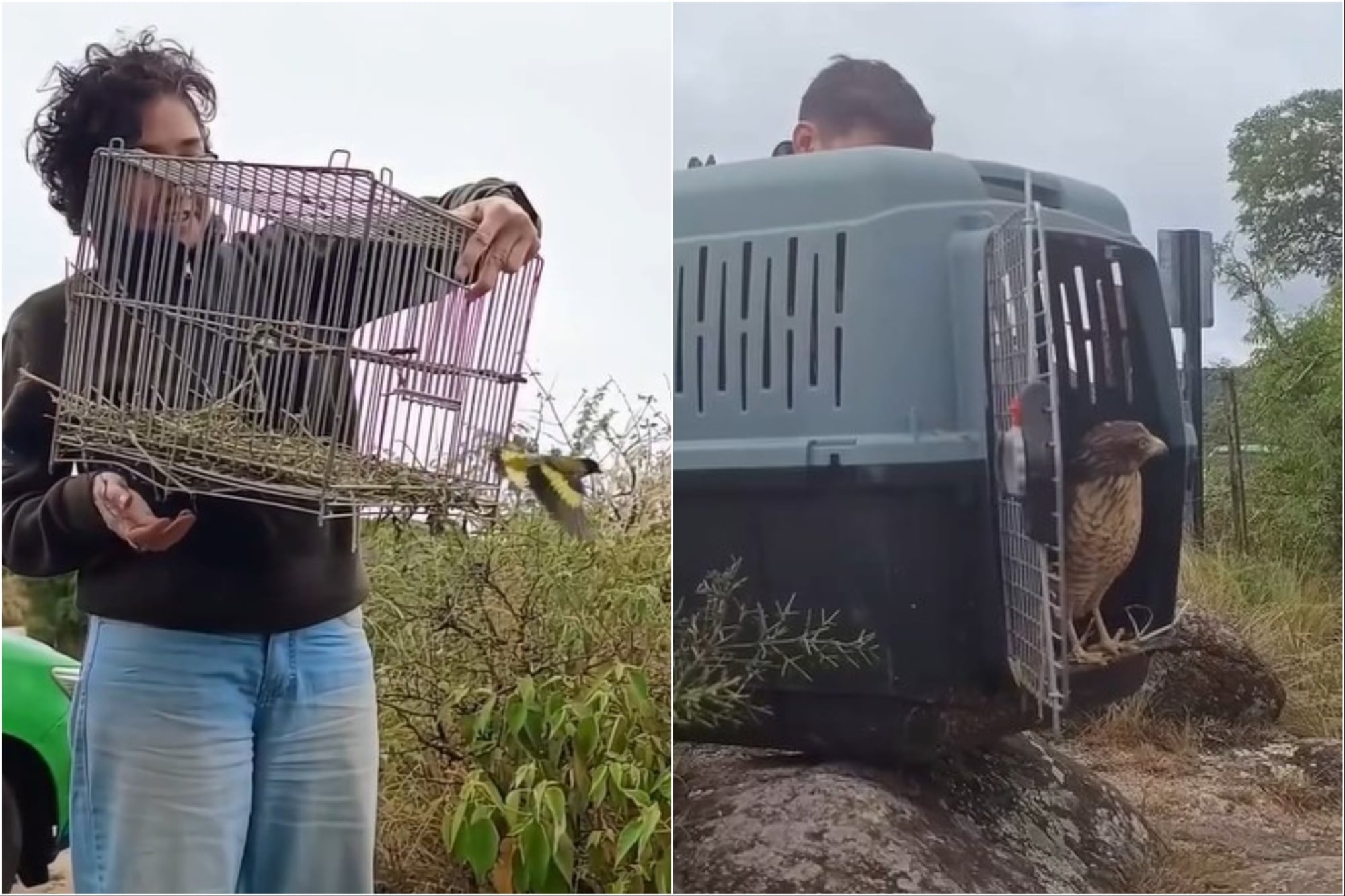 El momento del rescate de las aves