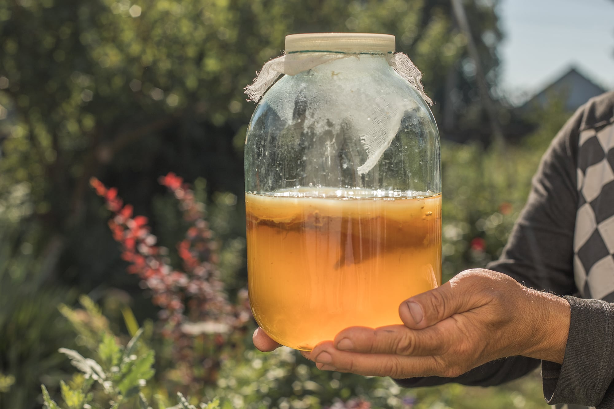 La kombucha, durante la fermentación, genera compuestos antioxidantes, trazas de alcohol, vitaminas B y gases que le dan su clásica efervescencia
