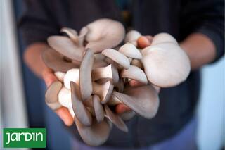 Cuál es la especie más fácil para dar el primer paso en el cultivo de hongos