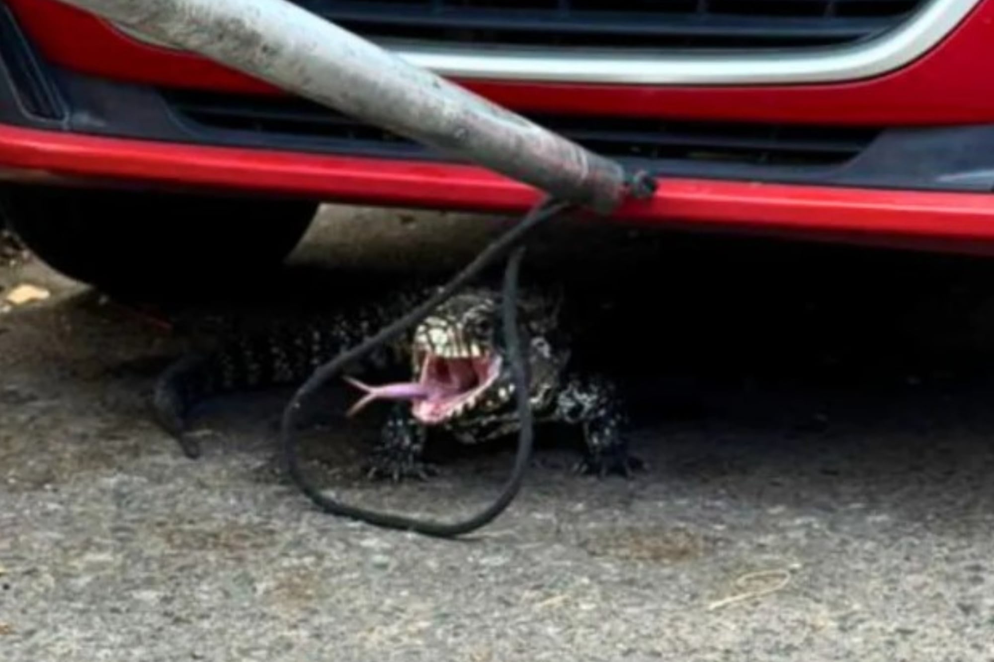 Santa Fe: un lagarto overo apareció en un barrio de Santa Fe y sorprendió a los vecinos