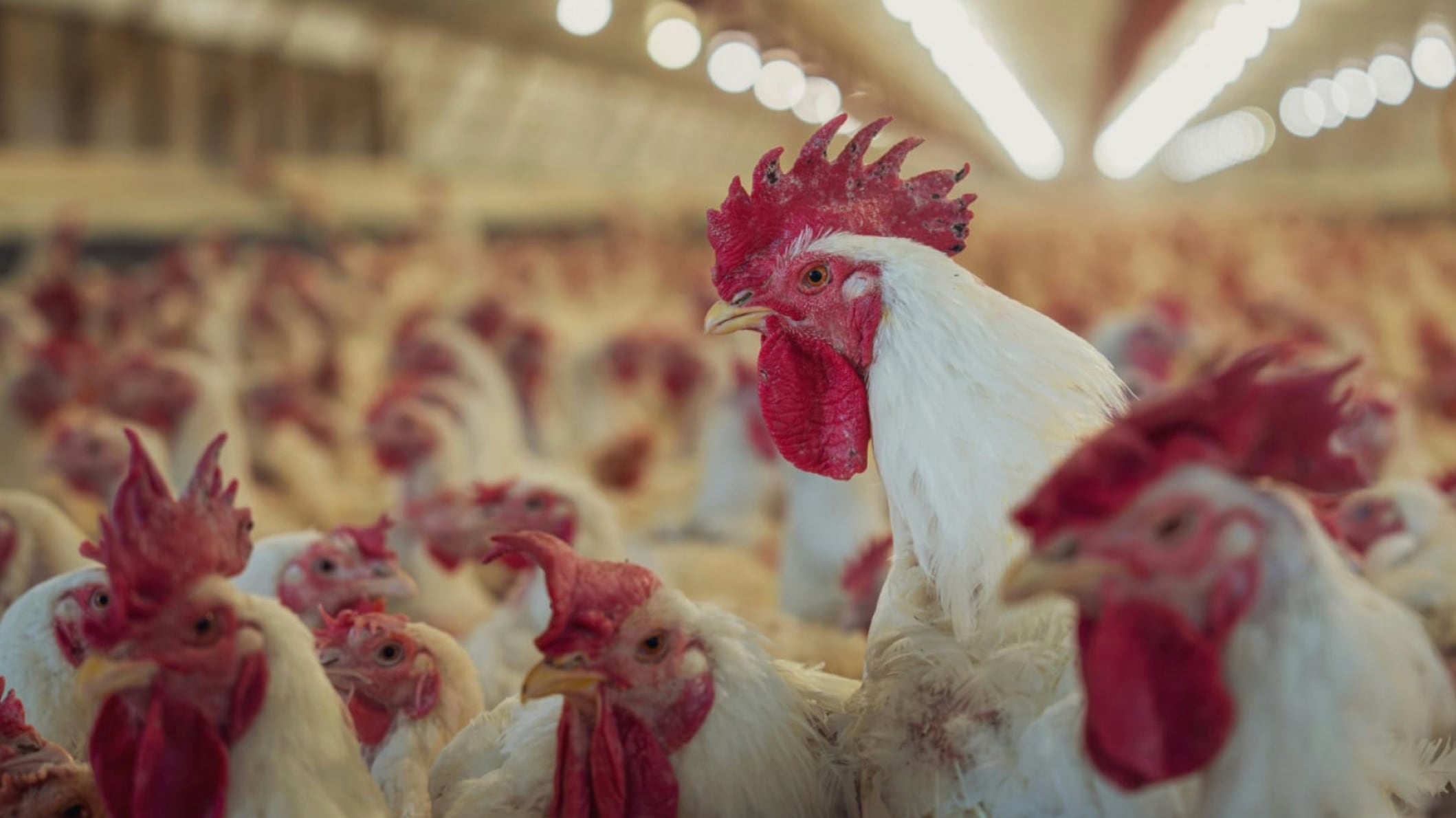 Se ha detectado la gripe aviar en animales de corral