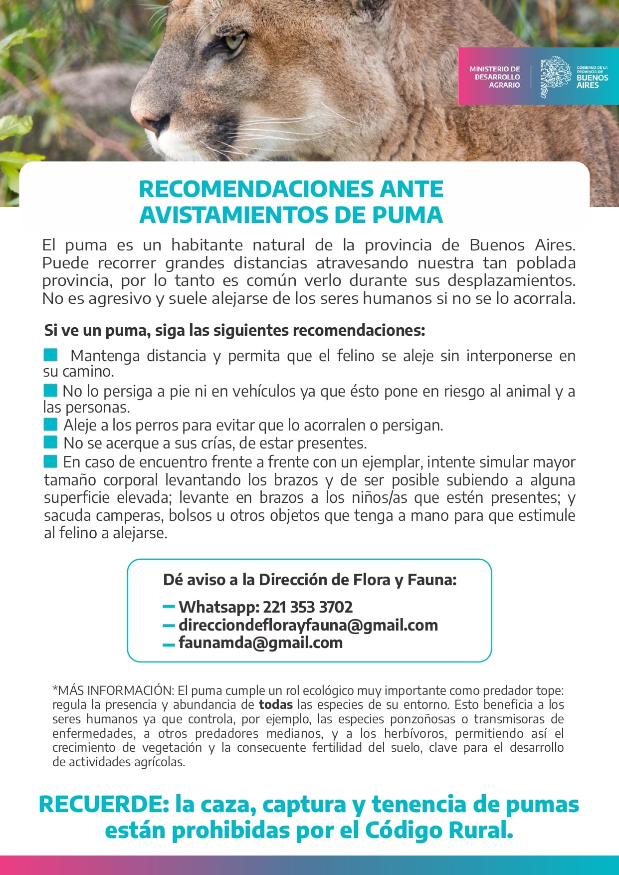 Buscan a un puma suelto en Escobar: lo vieron merodeando en las afueras de un country 6 Recomendaciones ante la presencia de un puma.