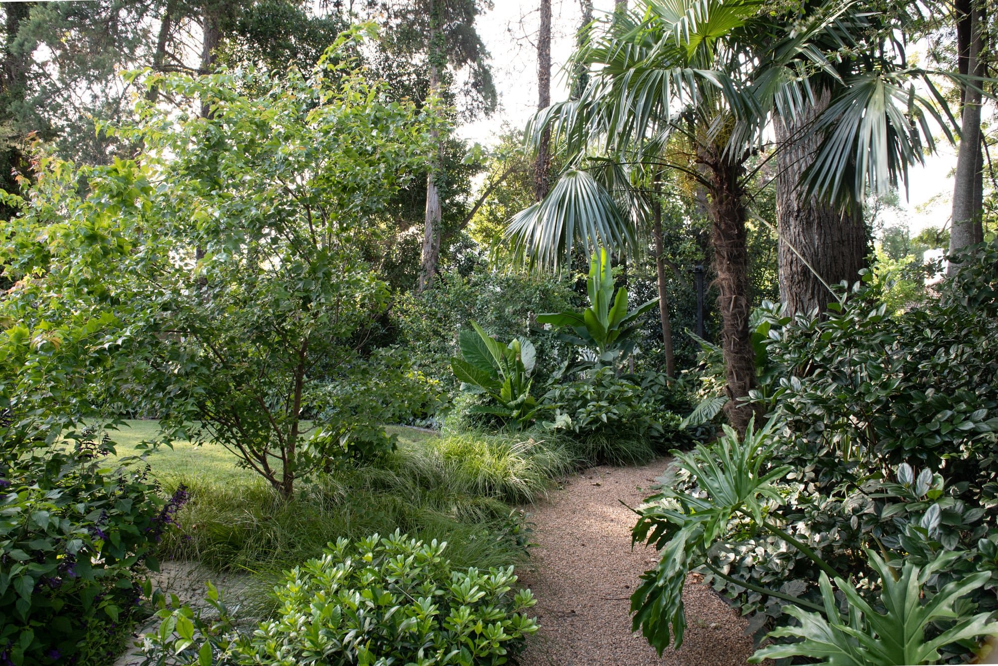 Las plantas con estructura son ideales para flanquear caminos y destacar el recorrido