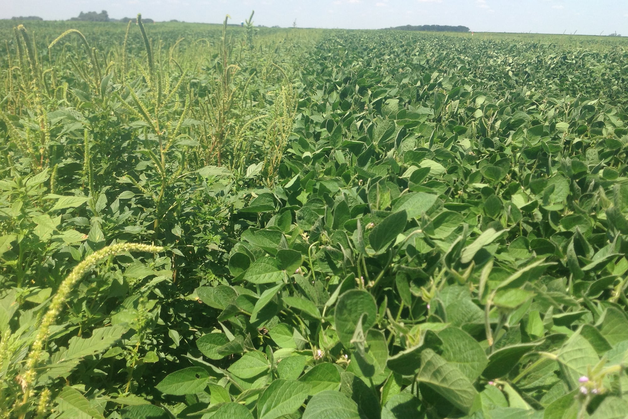 “Mucho antes”: alertan por una presencia más temprana de malezas y recomiendan tener una estrategia