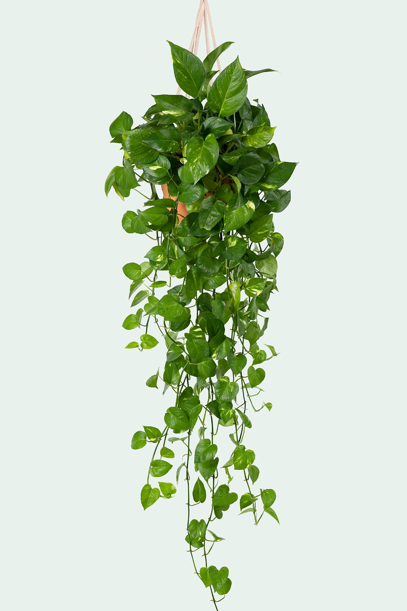 El potus en maceta puede ubicarse en las barandas de un balcón para que su crecimiento hacia abajo genere como una cortina verde colgante