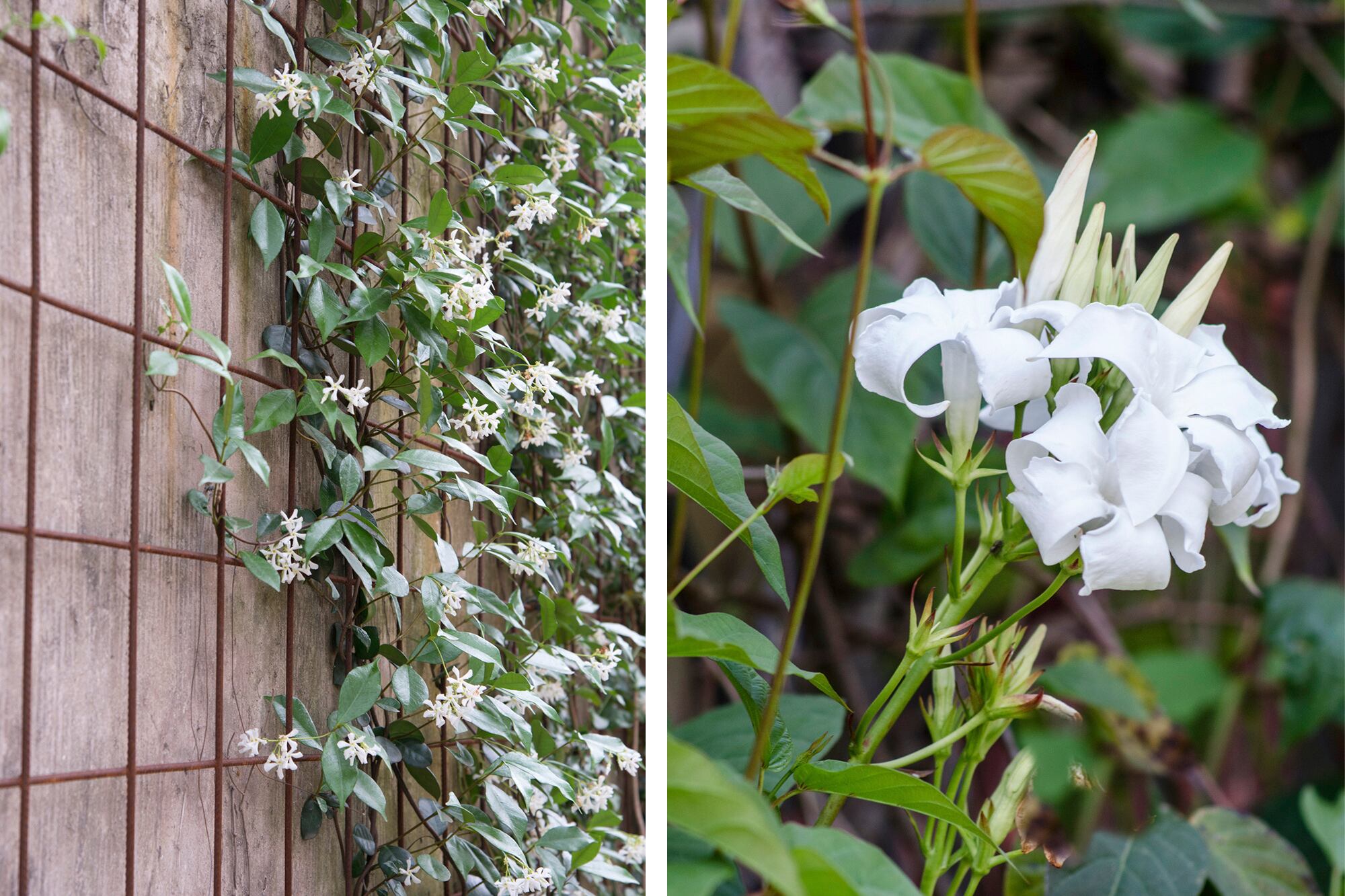 Trachelospermum jasminoides y Mandevilla laxa
