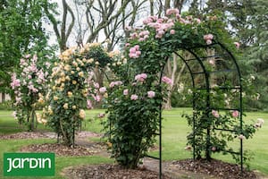 Qué hacer con tus rosas durante el invierno
