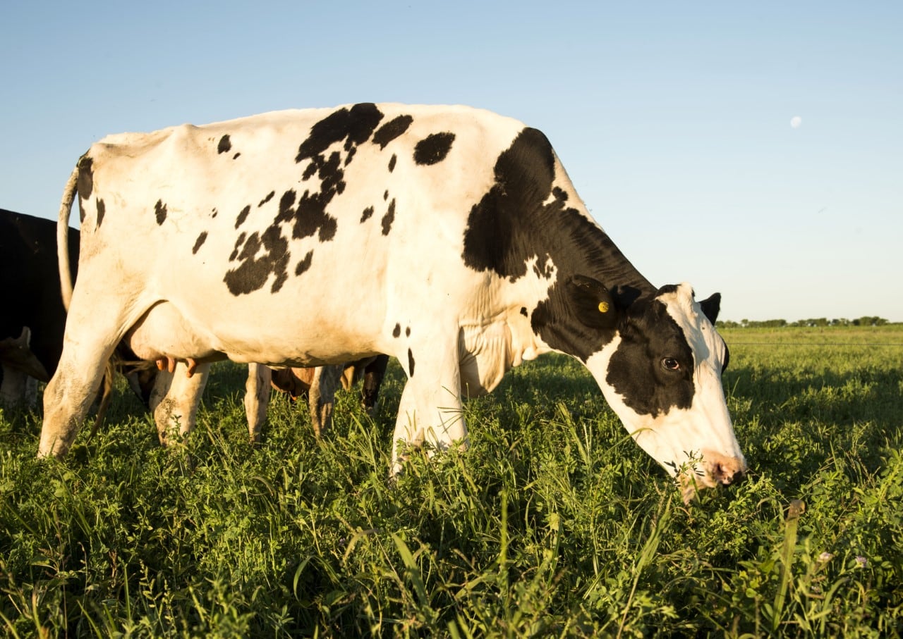Cuando los precios de la leche se recuperen, aquellas empresas que hayan trabajado sobre sus ineficiencias estarán mejor preparadas para aprovechar la situación