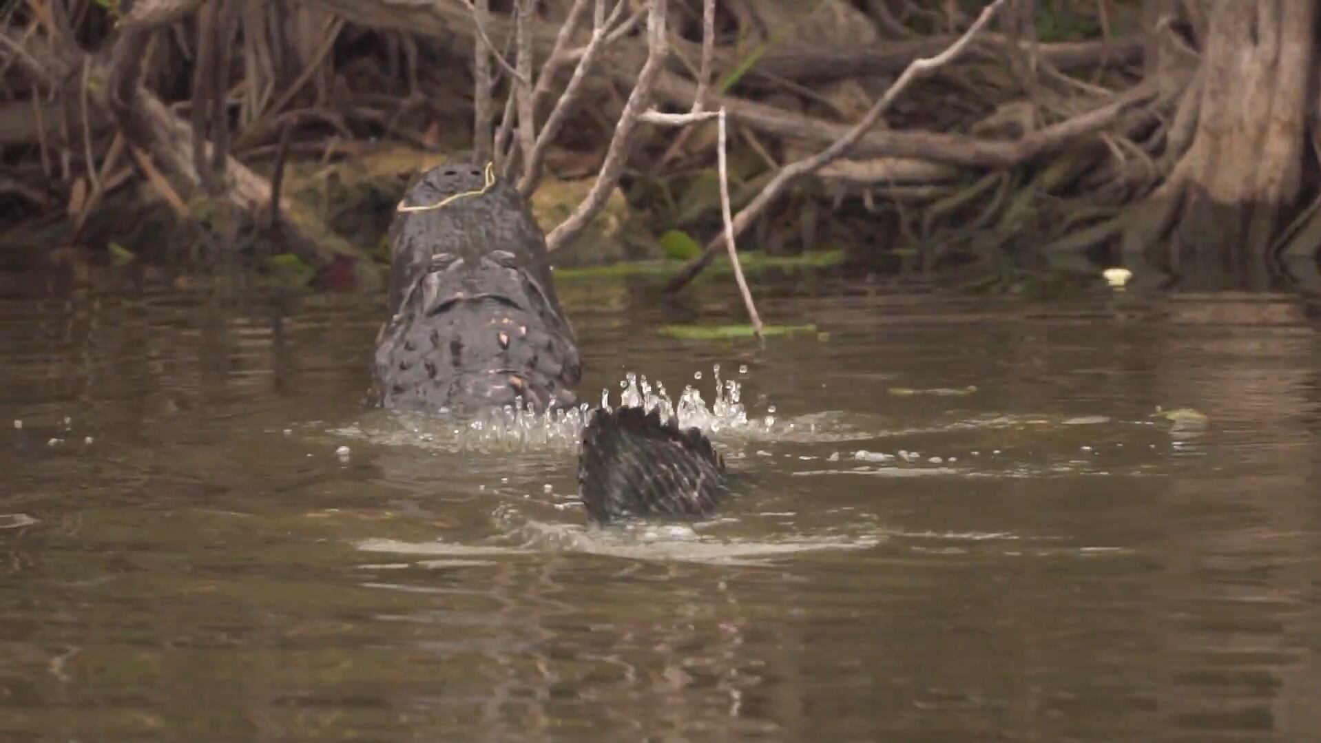 El fiscal general aseguró que no hay lugar donde escapar debido a la gran presencia de caimanes en la zona