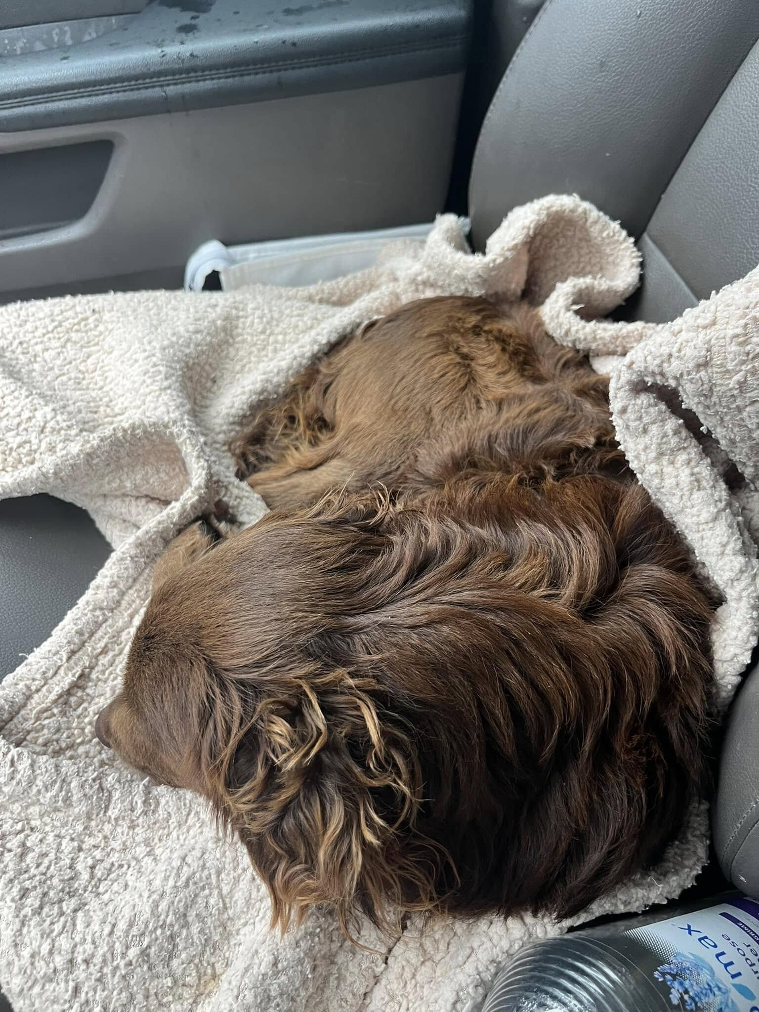 En cuanto subió al auto y se sintió seguro, se quedó dormido.