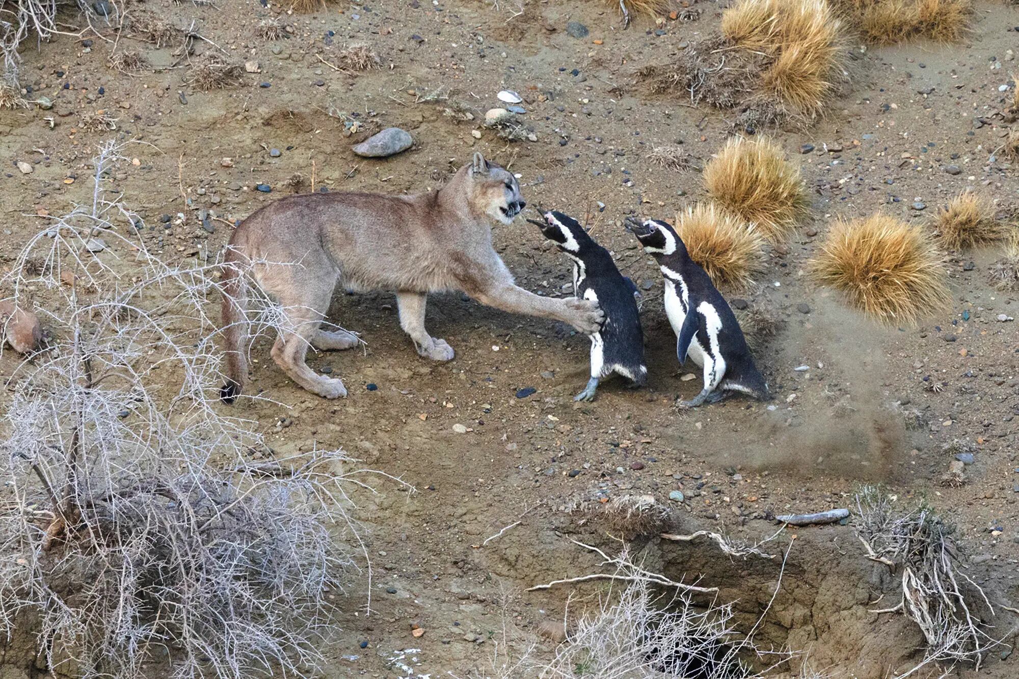 Adiós ovejas, hola pingüinos. Un grupo de pumas cambió la dieta y le dio resultado: su población no para de crecer