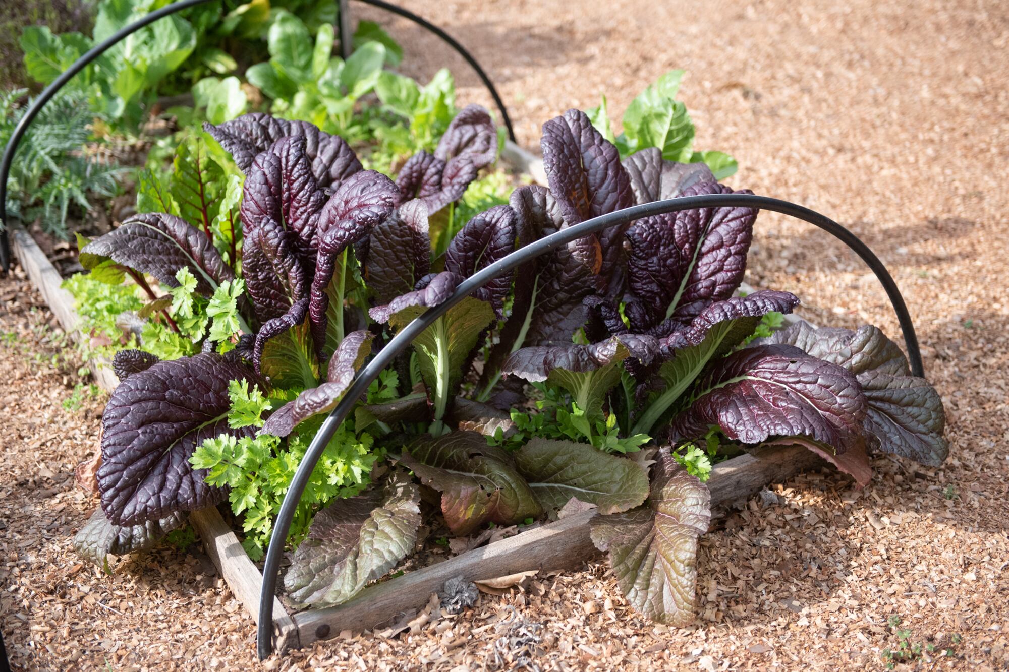 Las hojas tiernas y crujientes de la mostaza se pueden utilizar en ensaladas y las semillas se transforman en un delicioso condimento.