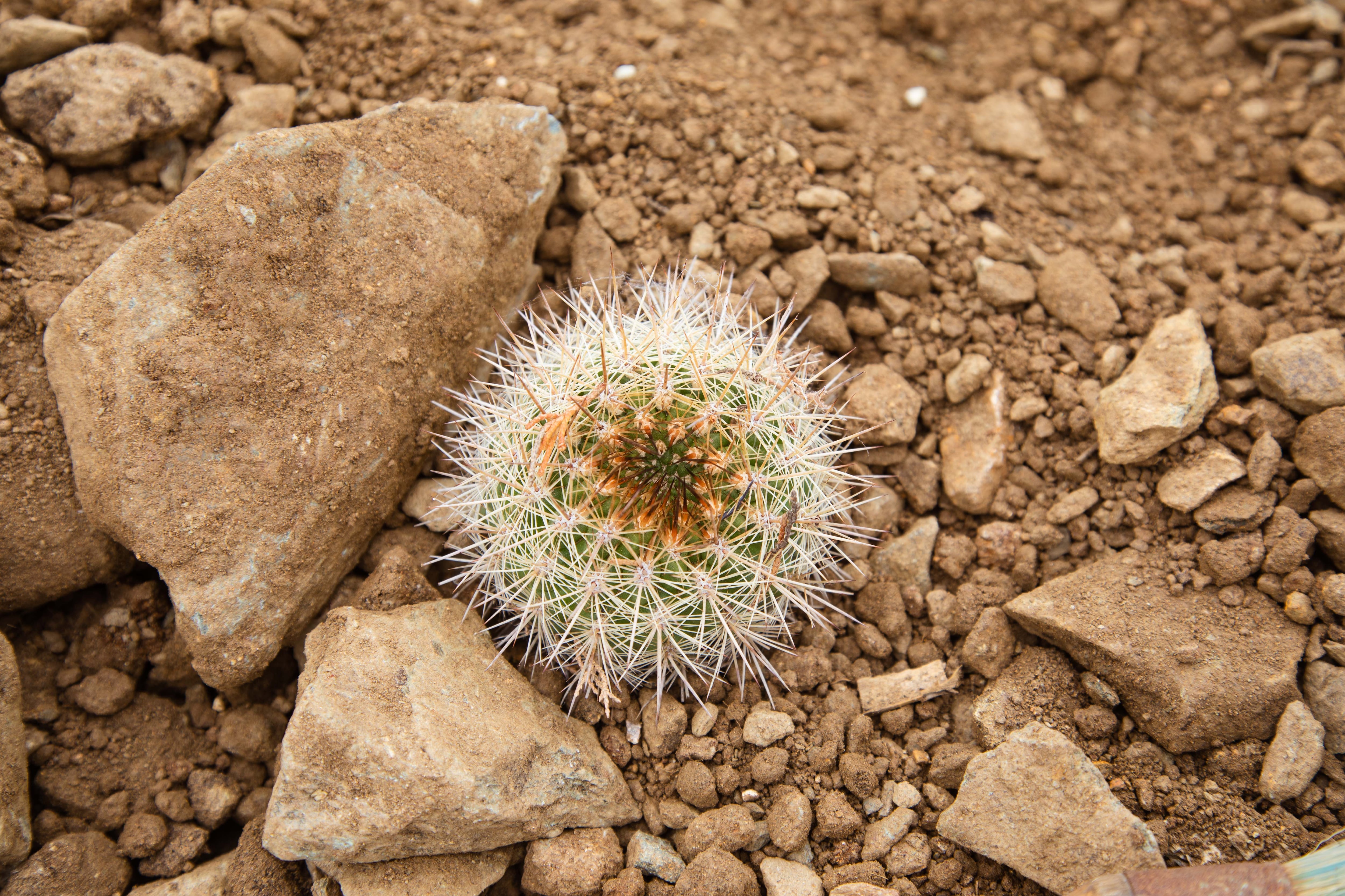 El cactus de Tanumé vive cercano a la costa, en los acantilados y maderas