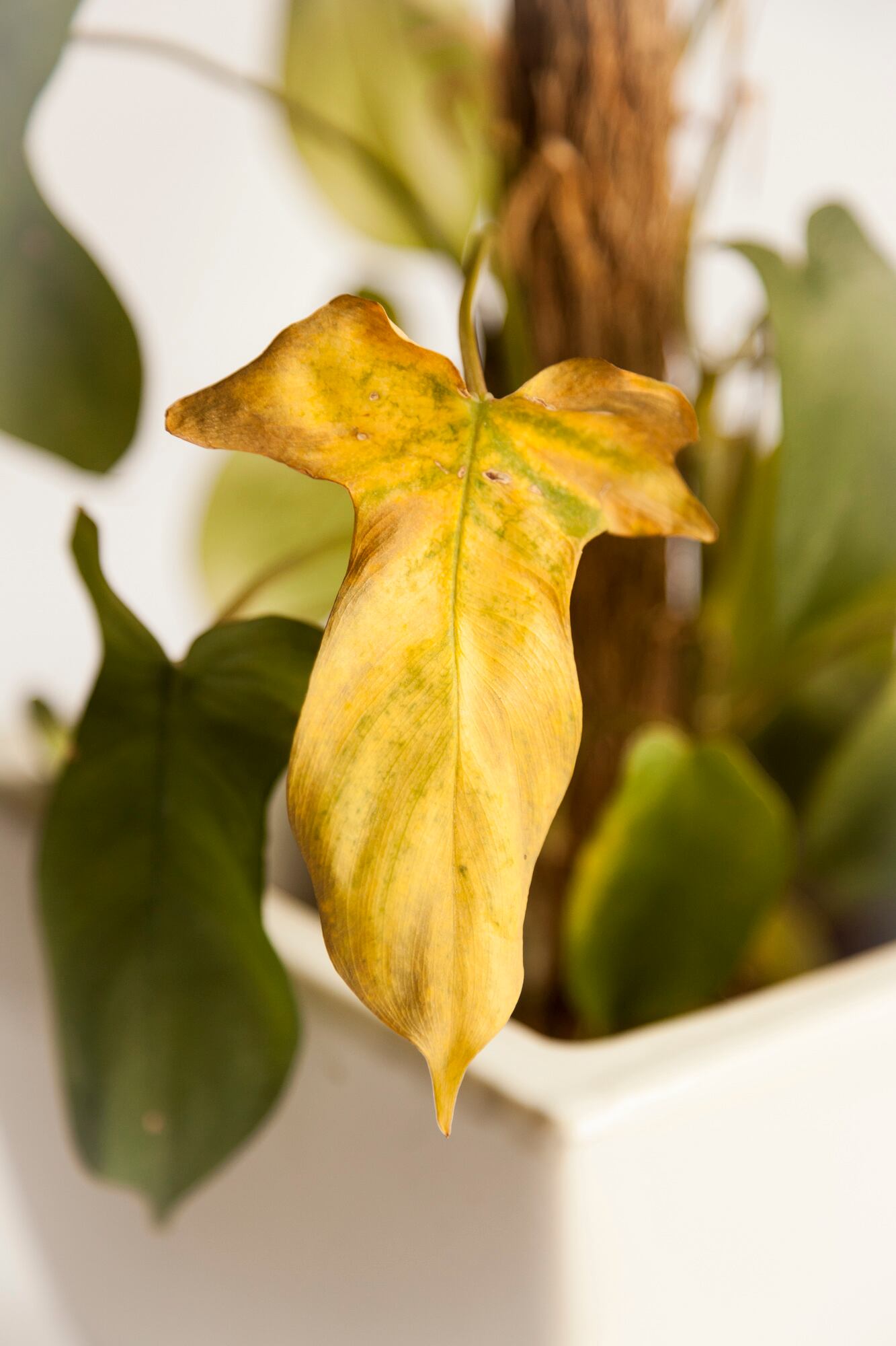 El aire seco puede afectar a tus plantas incluso si las regás correctamente