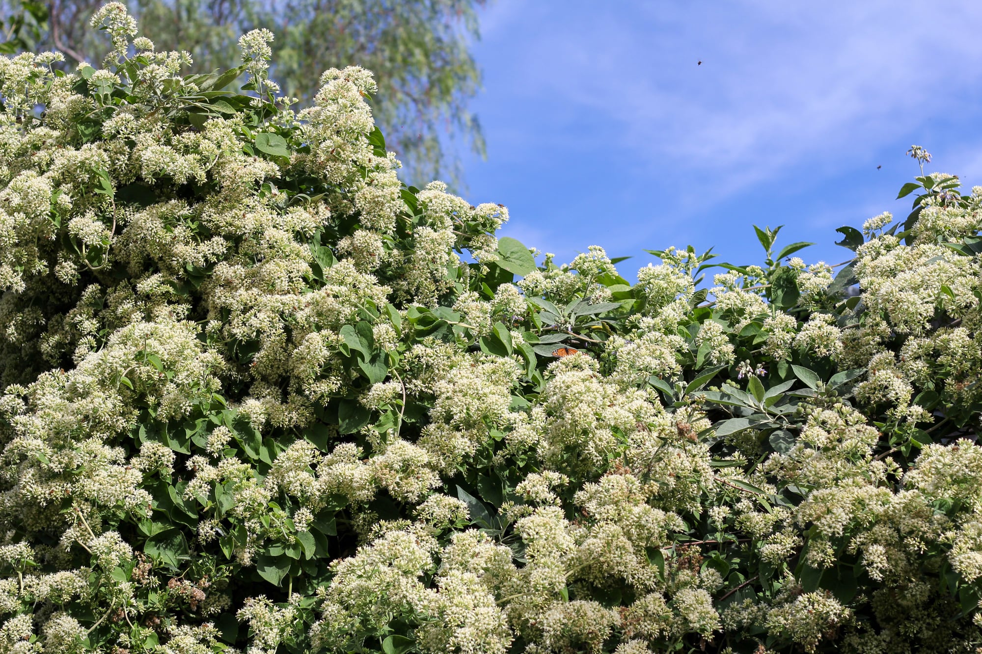 Las flores perfumadas de la Mikania cordifolia.