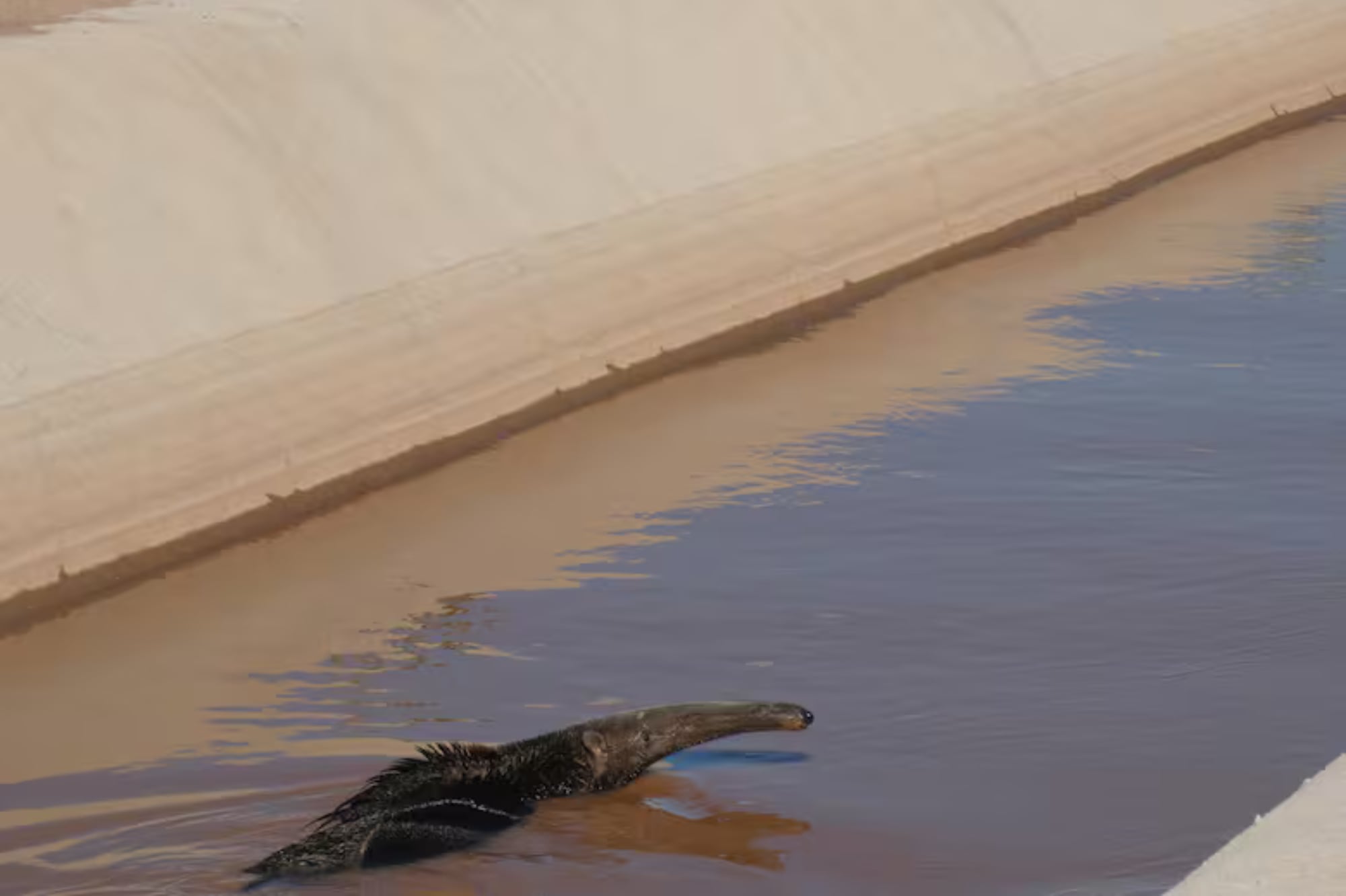 Dictamen judicial histórico sobre el polémico Canal de La Patria en Santiago del Estero podría convertirse en un hito de protección del ambiente